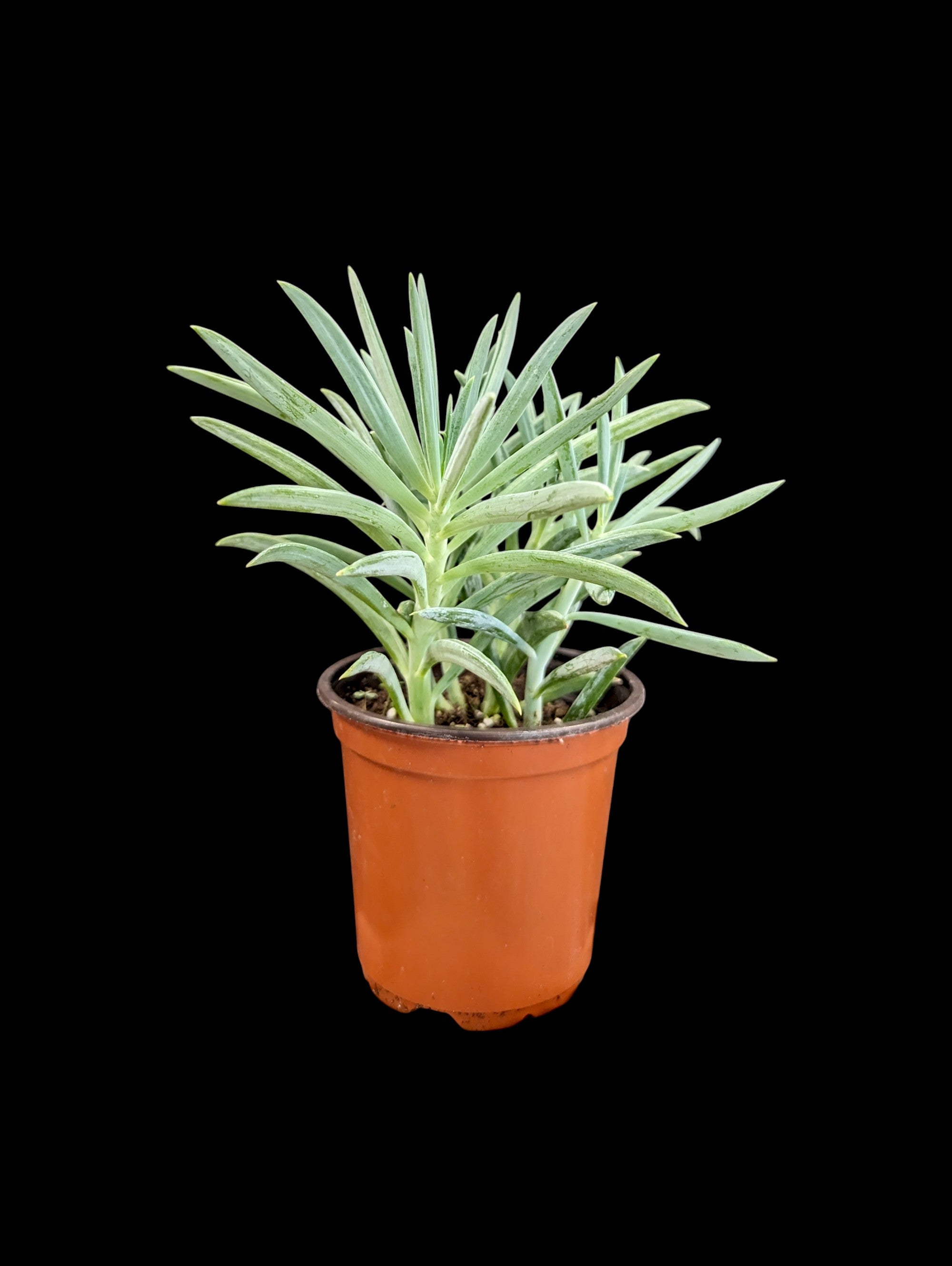 Senecio Blue Chalk Stick