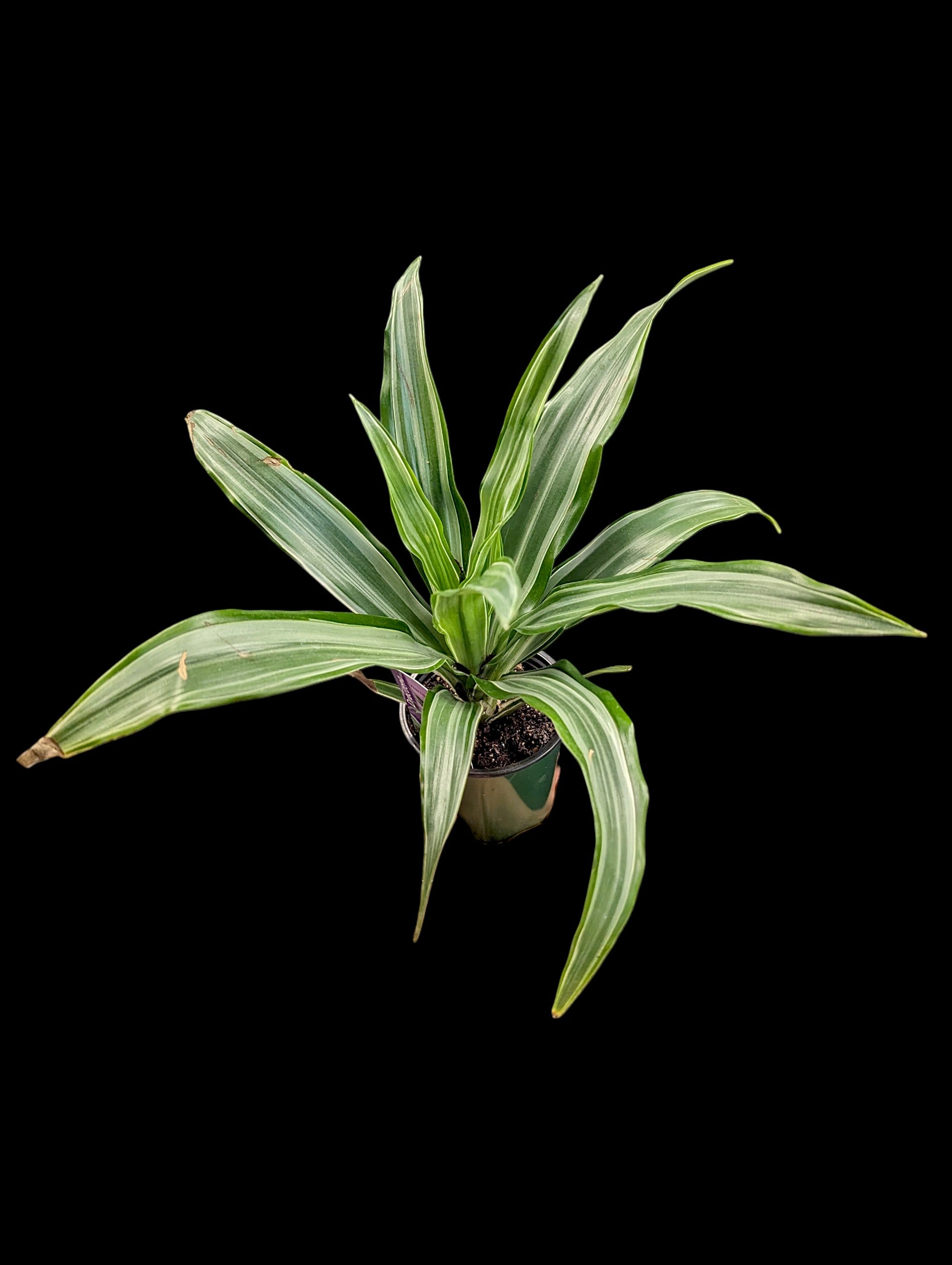 Dracaena 'Warneckii'