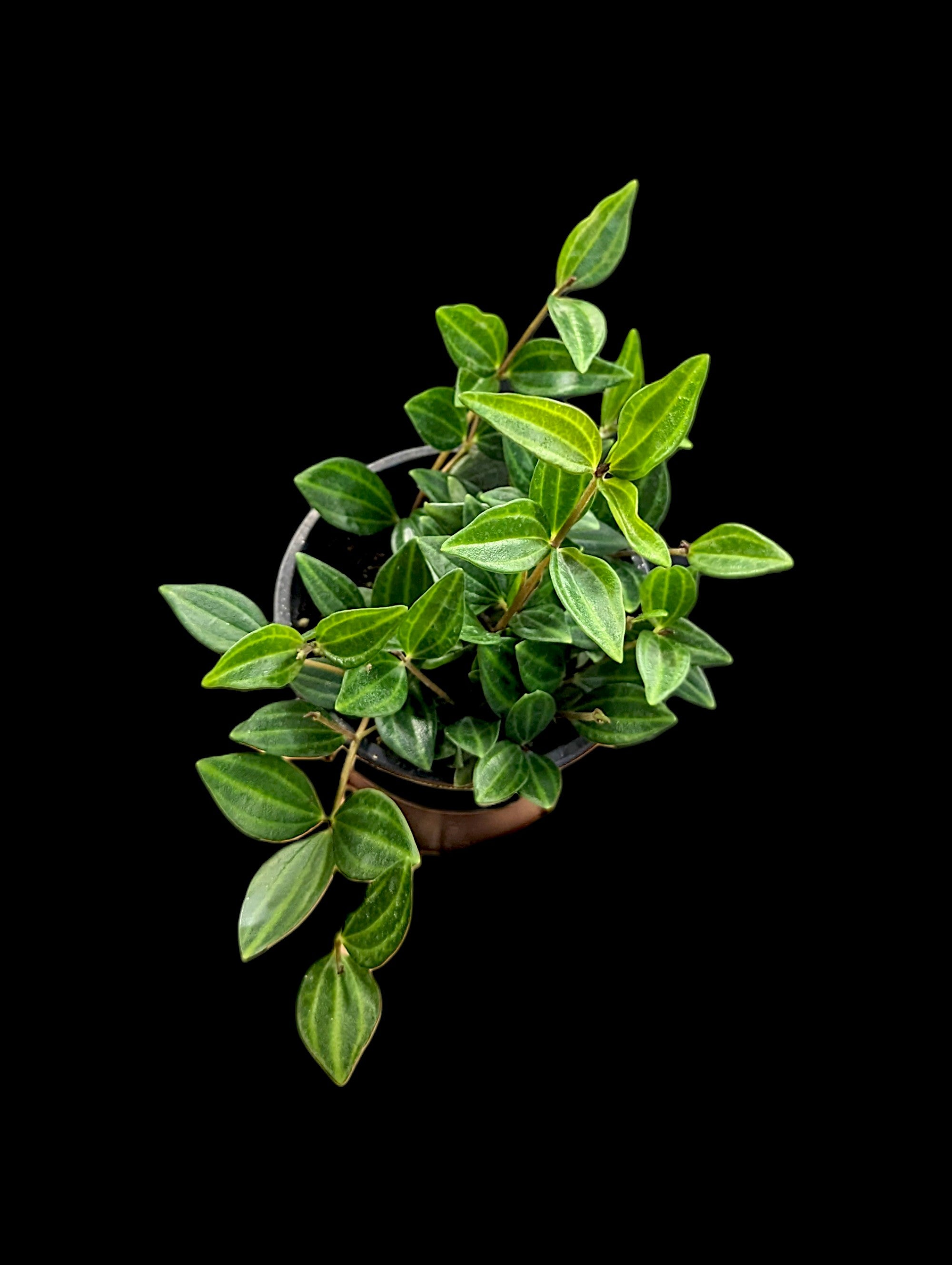 Peperomia angulata