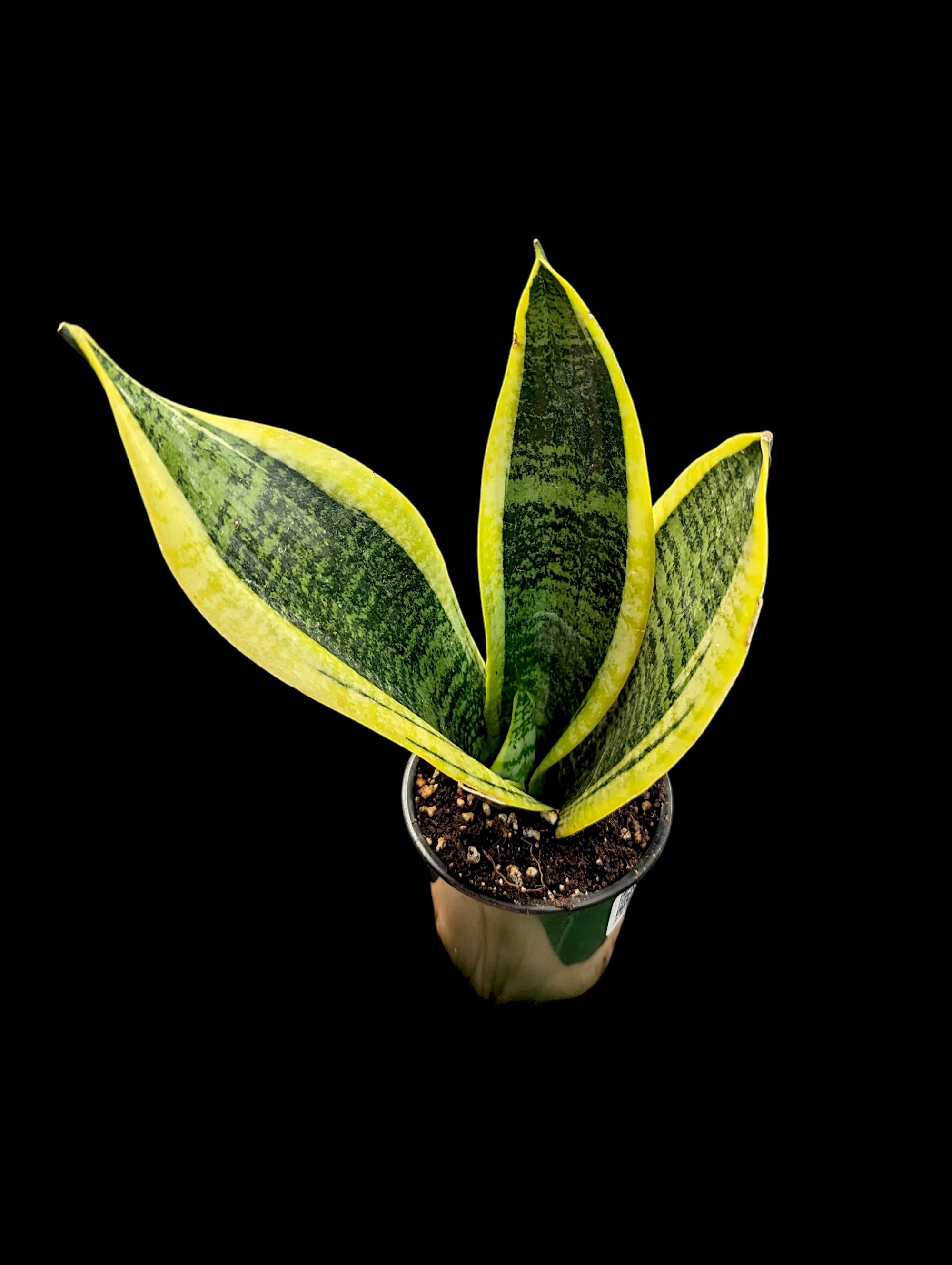Sansevieria Futura Superba