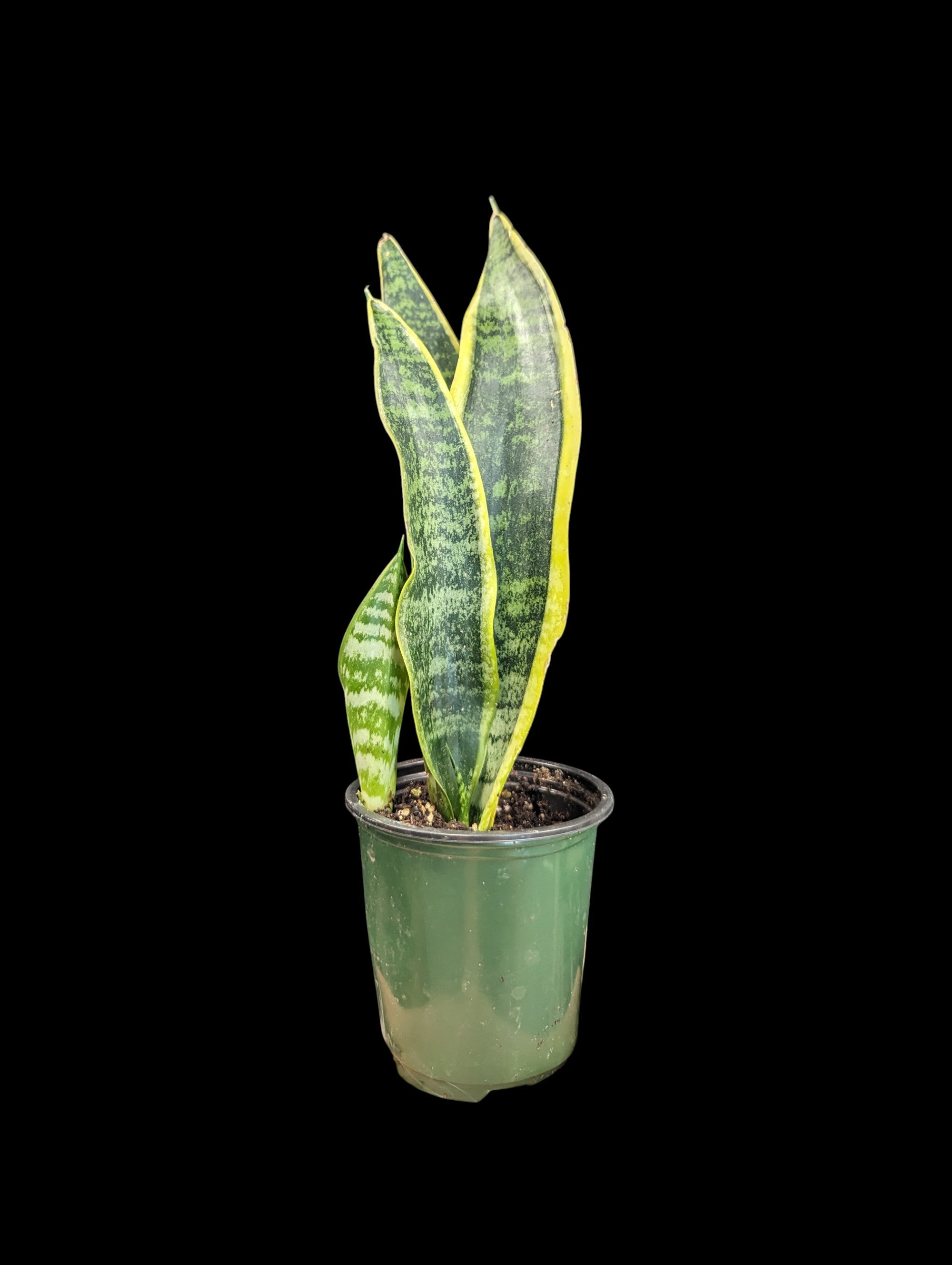 Sansevieria laurentii