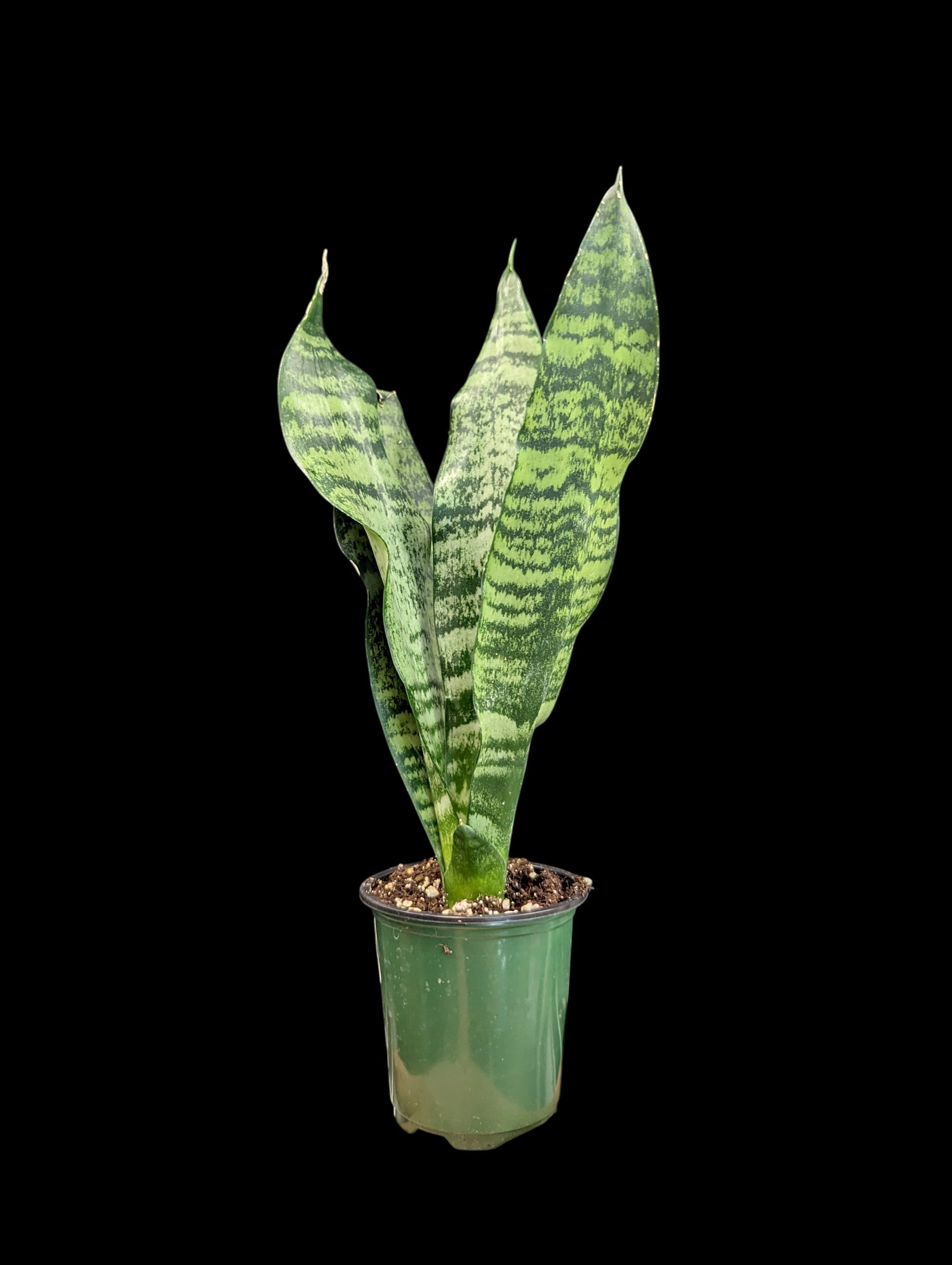 Sansevieria Futura Robusta