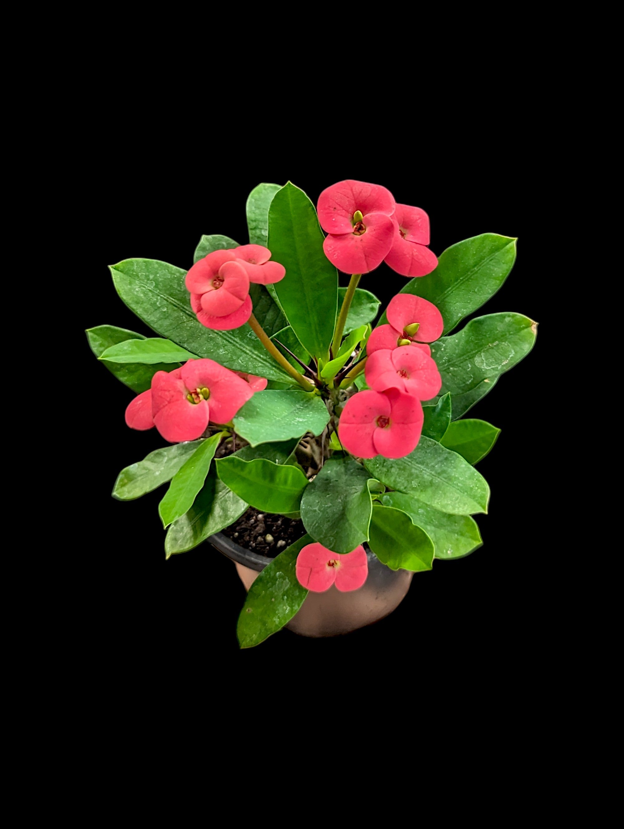 Couronne d'épines