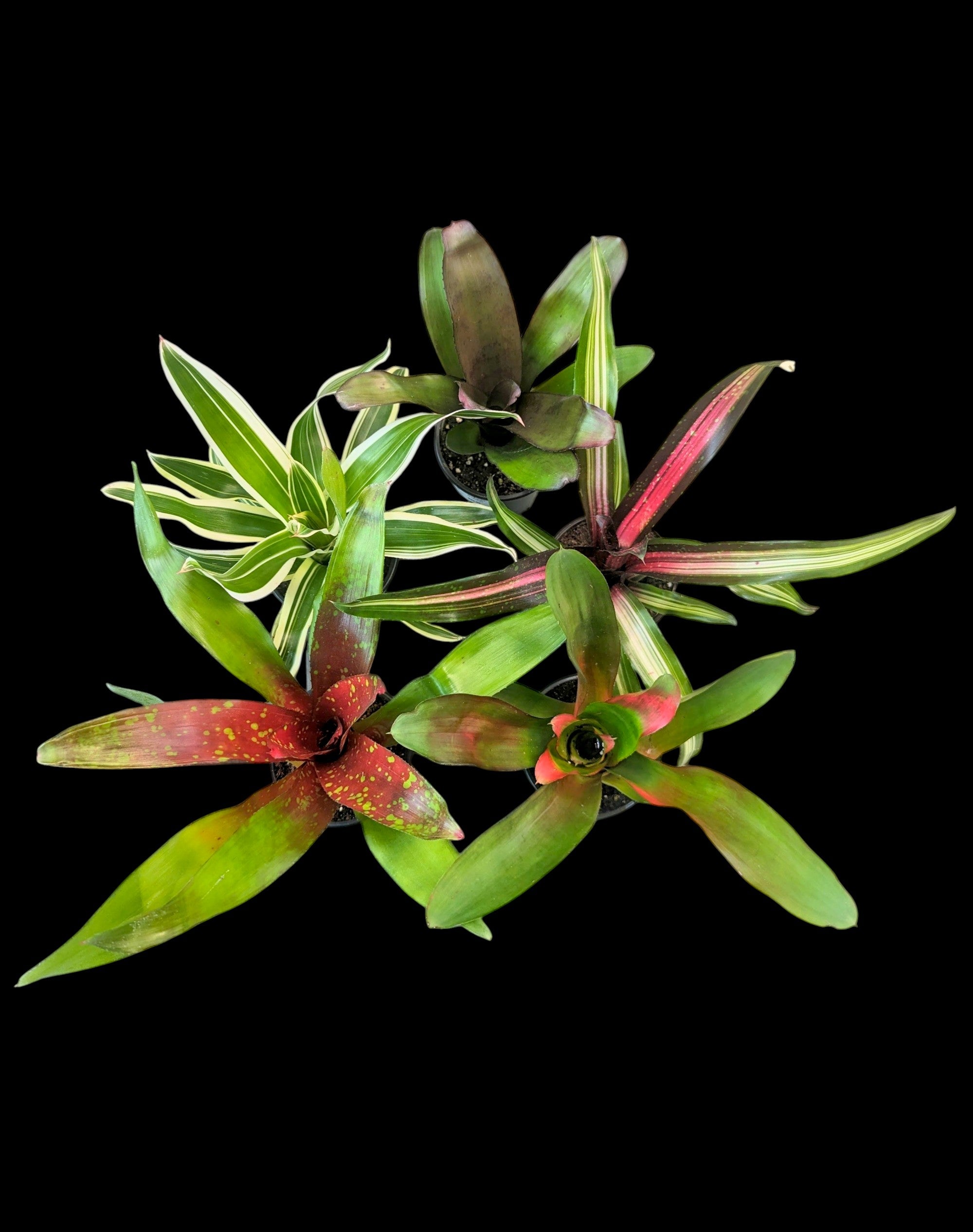 Assorted Neoregelia (Potted)
