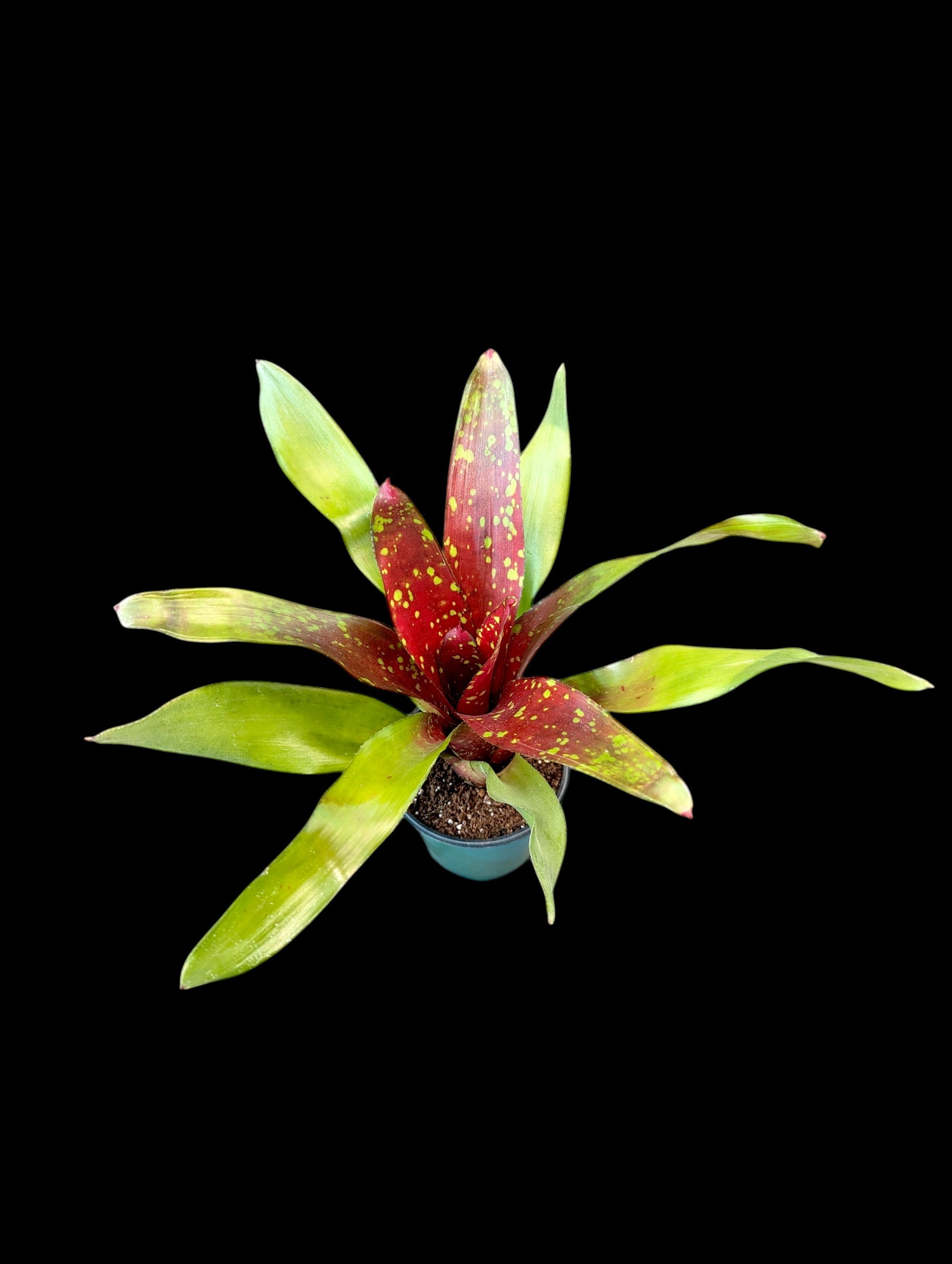 Assorted Neoregelia (Potted)