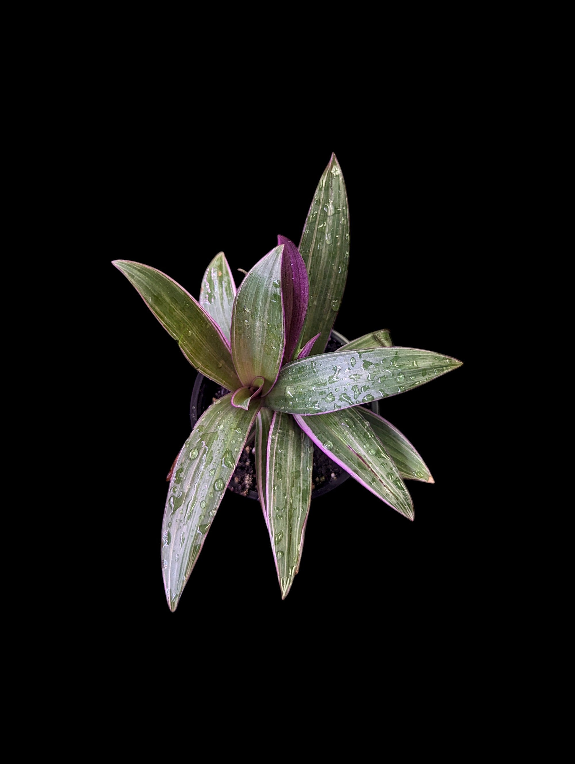 Rhoeo Spathacea Pink