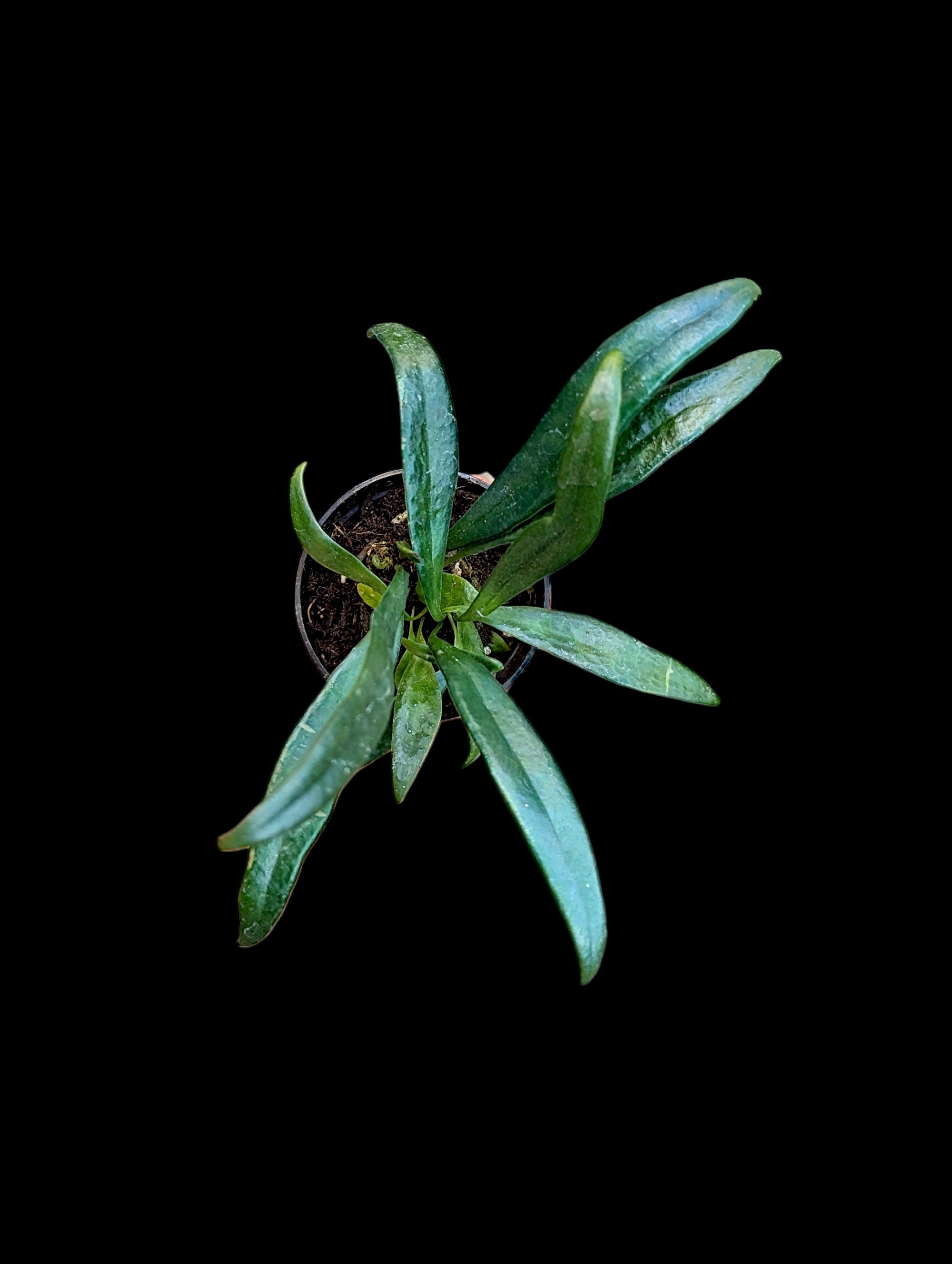 Blue Oil Fern