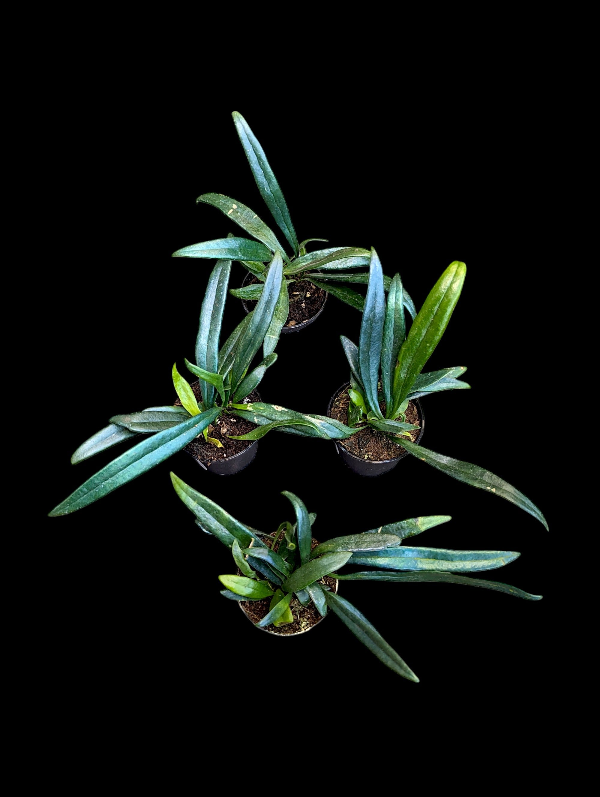 Blue Oil Fern