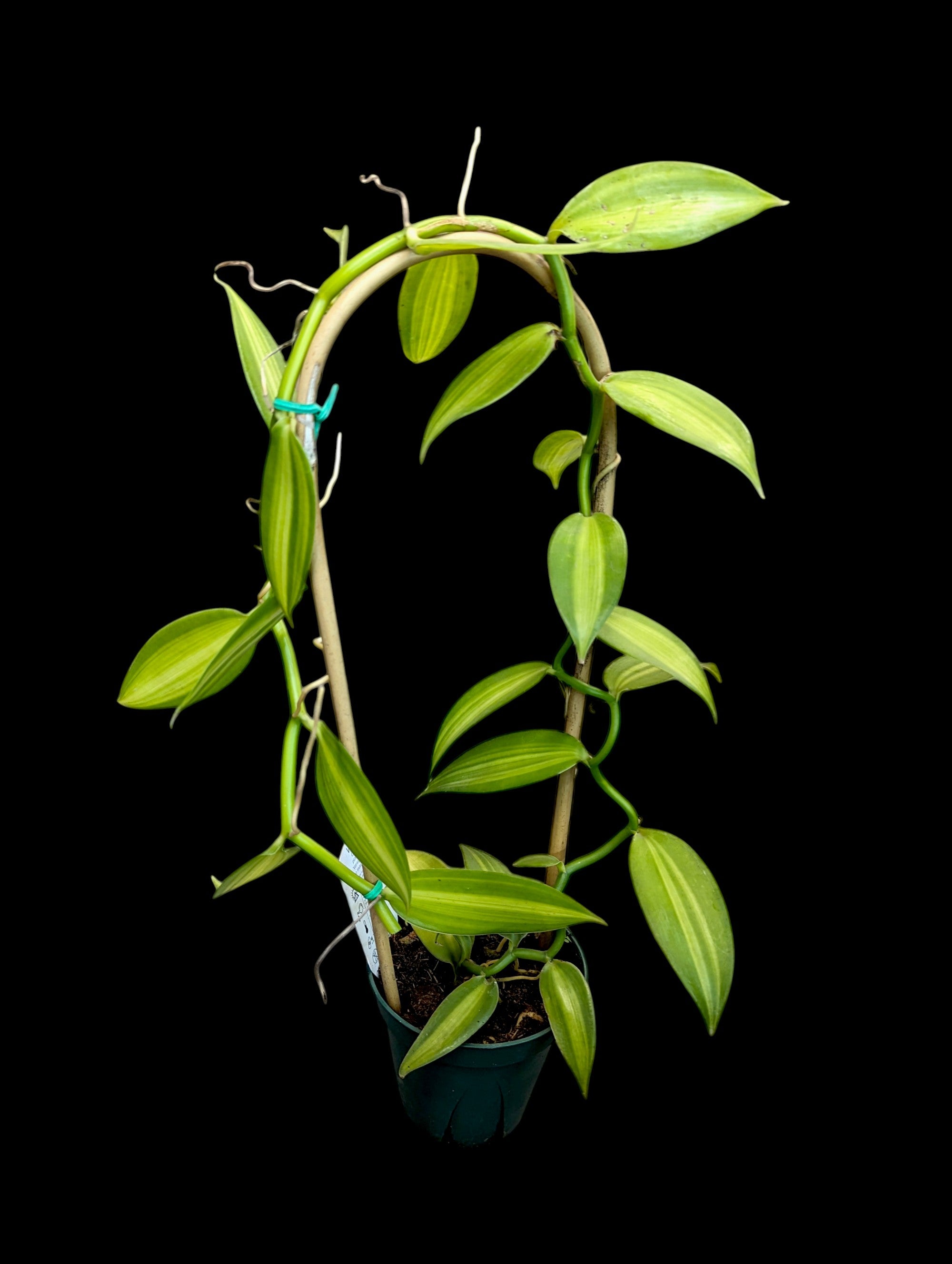 Orchidée vanille panachée