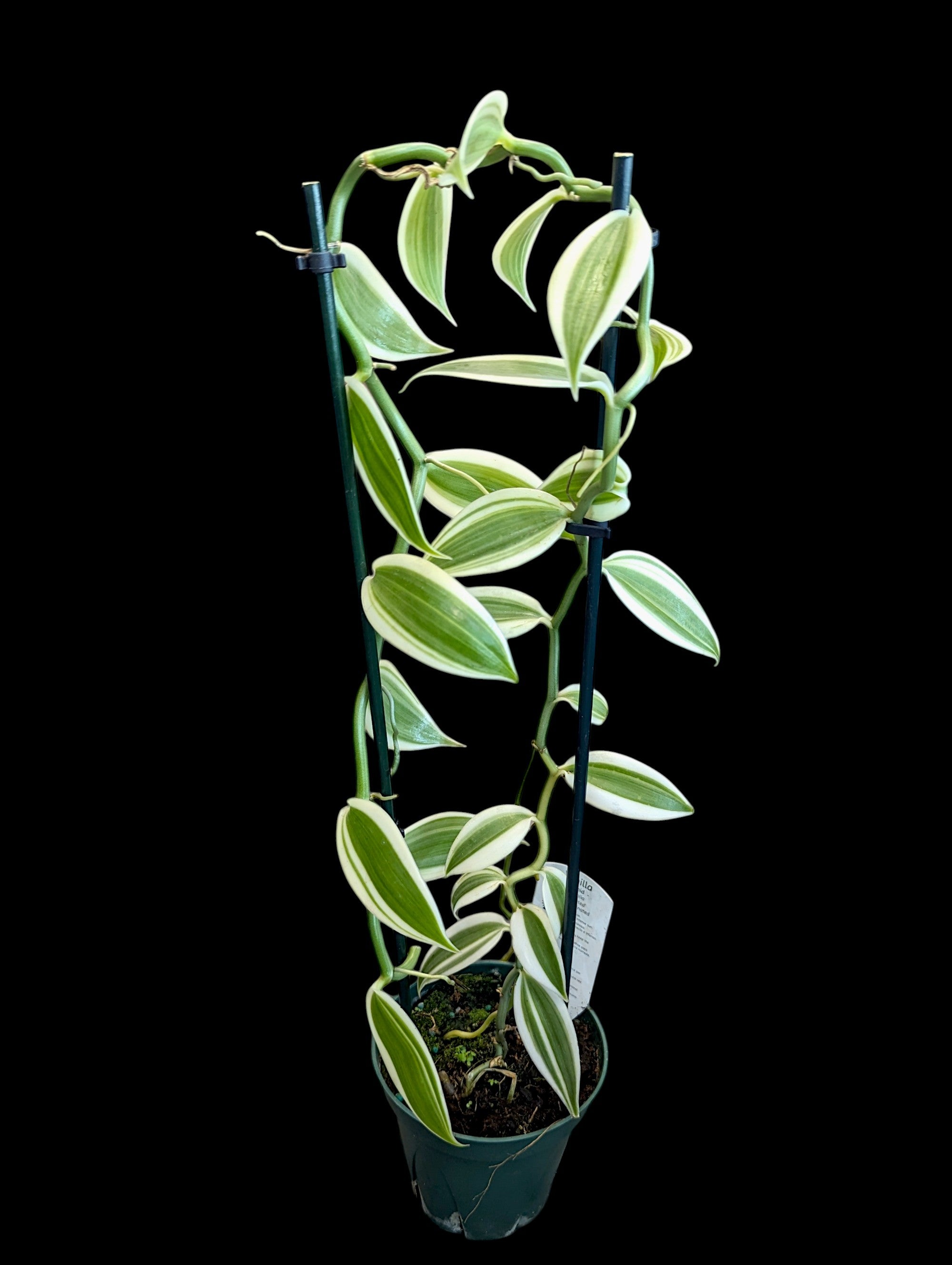 Orchidée vanille panachée