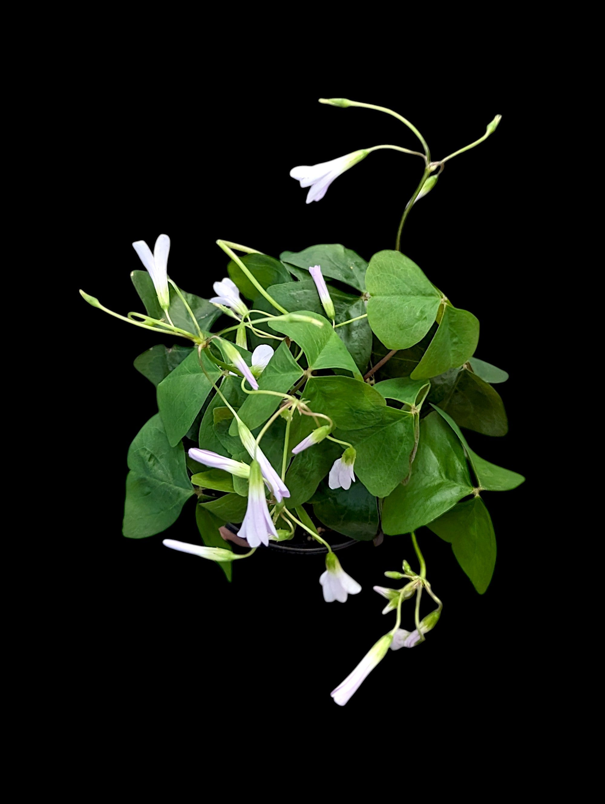 Lavendar Oxalis
