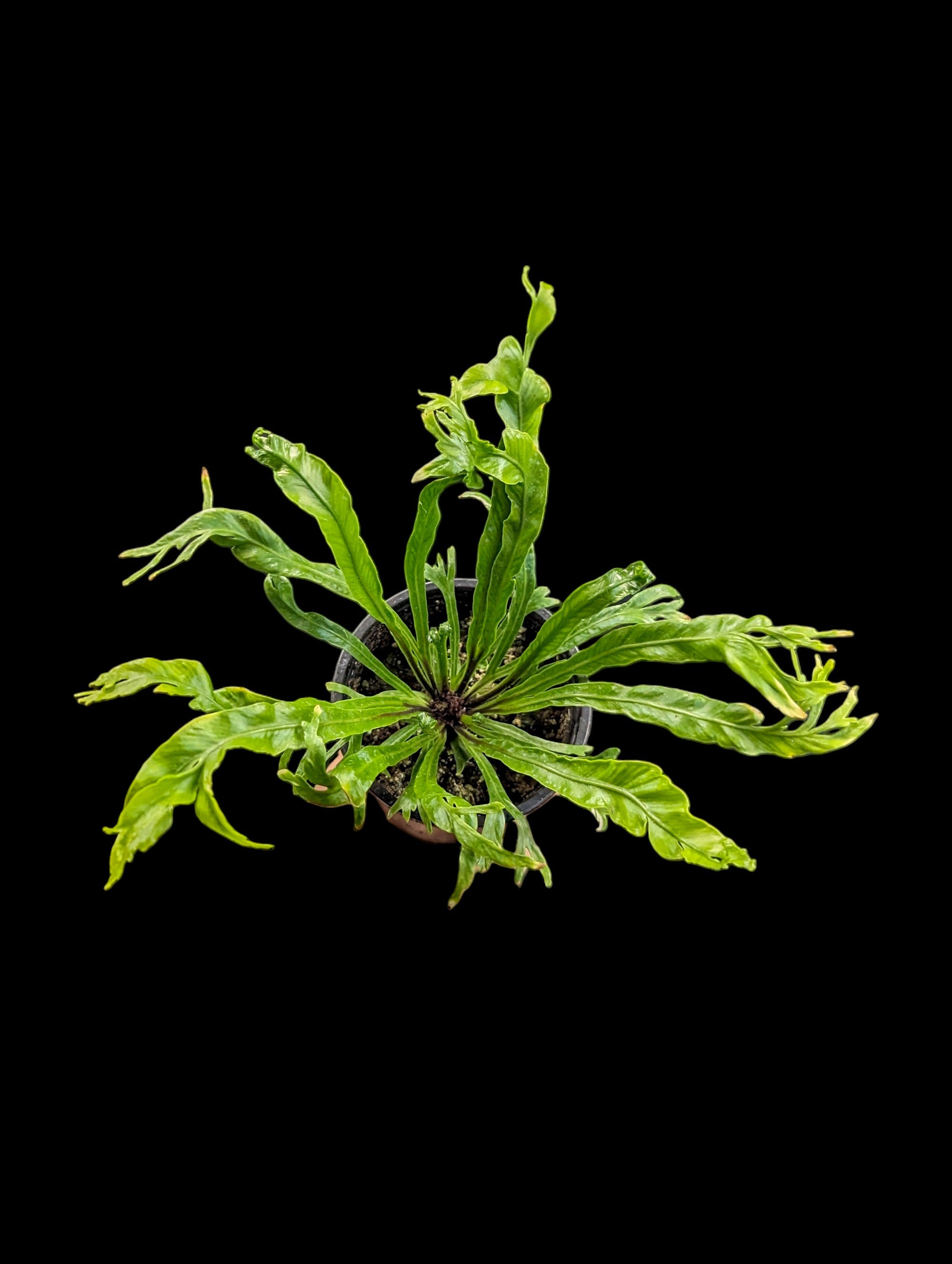 Bird's Nest Fern