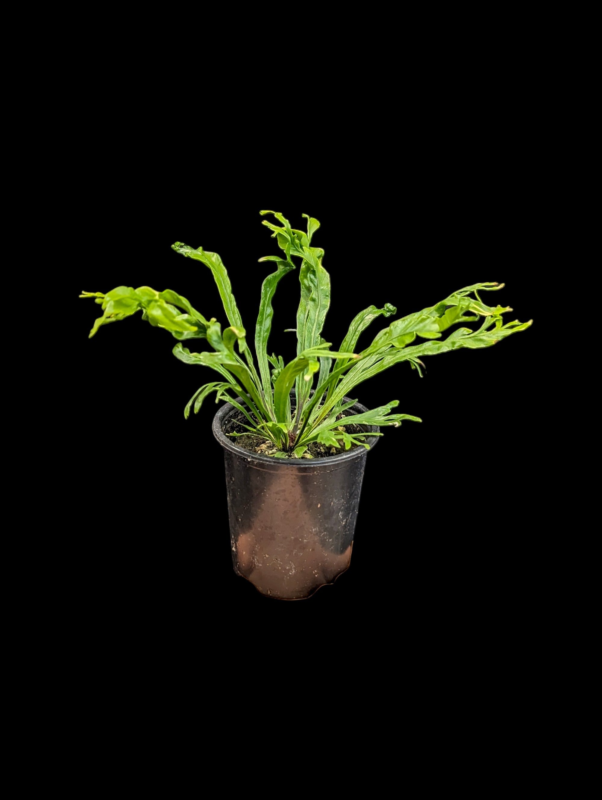 Bird's Nest Fern