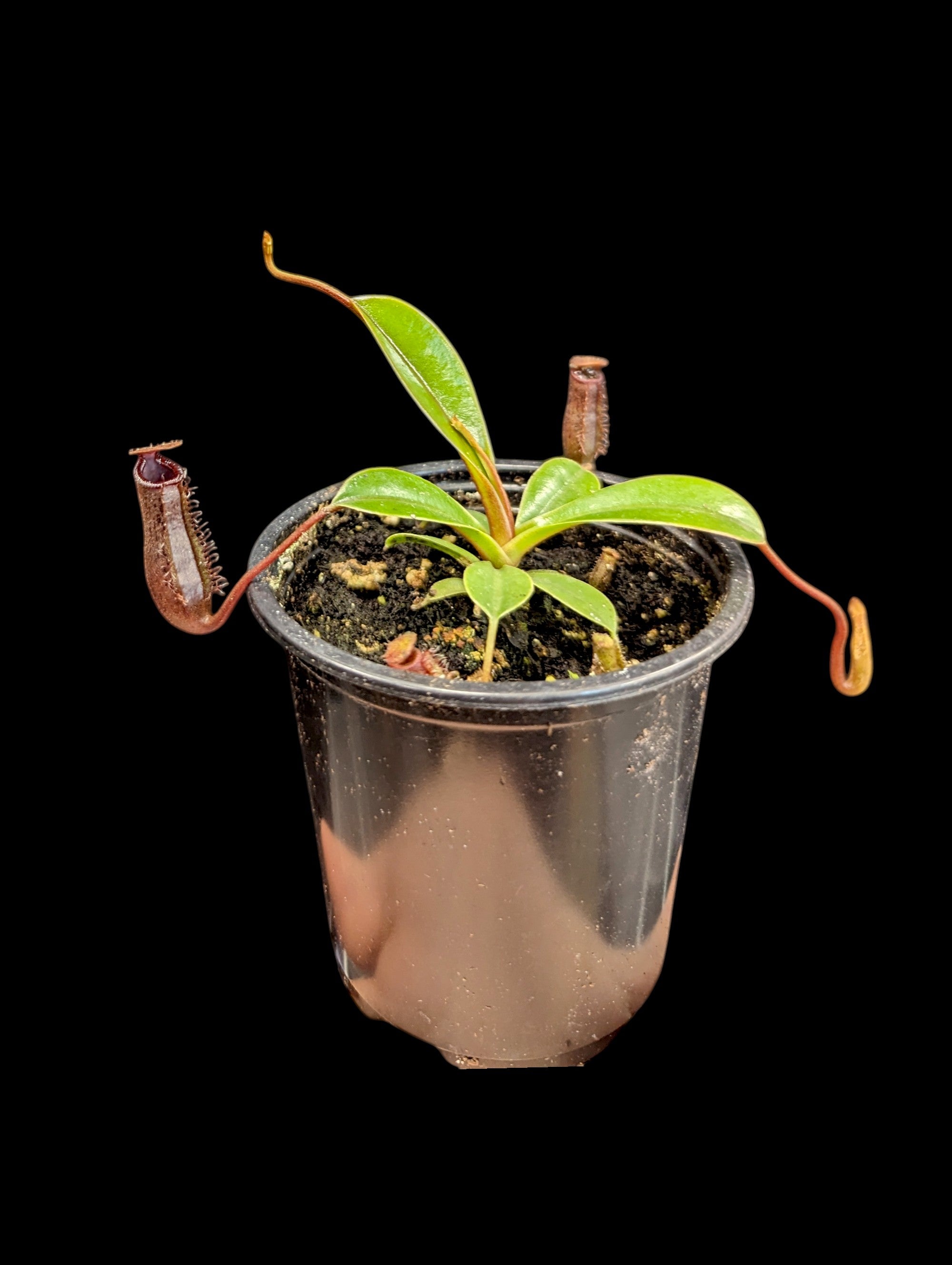 Nepenthes lowii x ventricosa