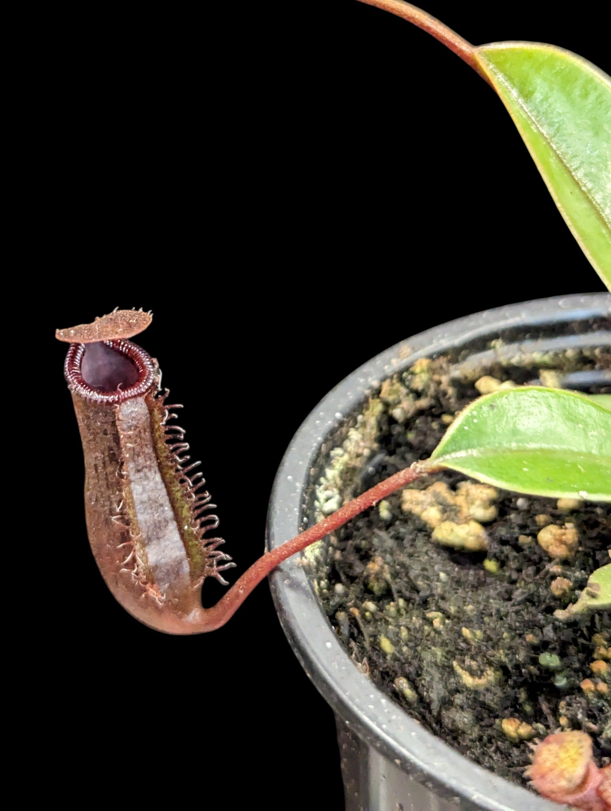 Nepenthes lowii x ventricosa