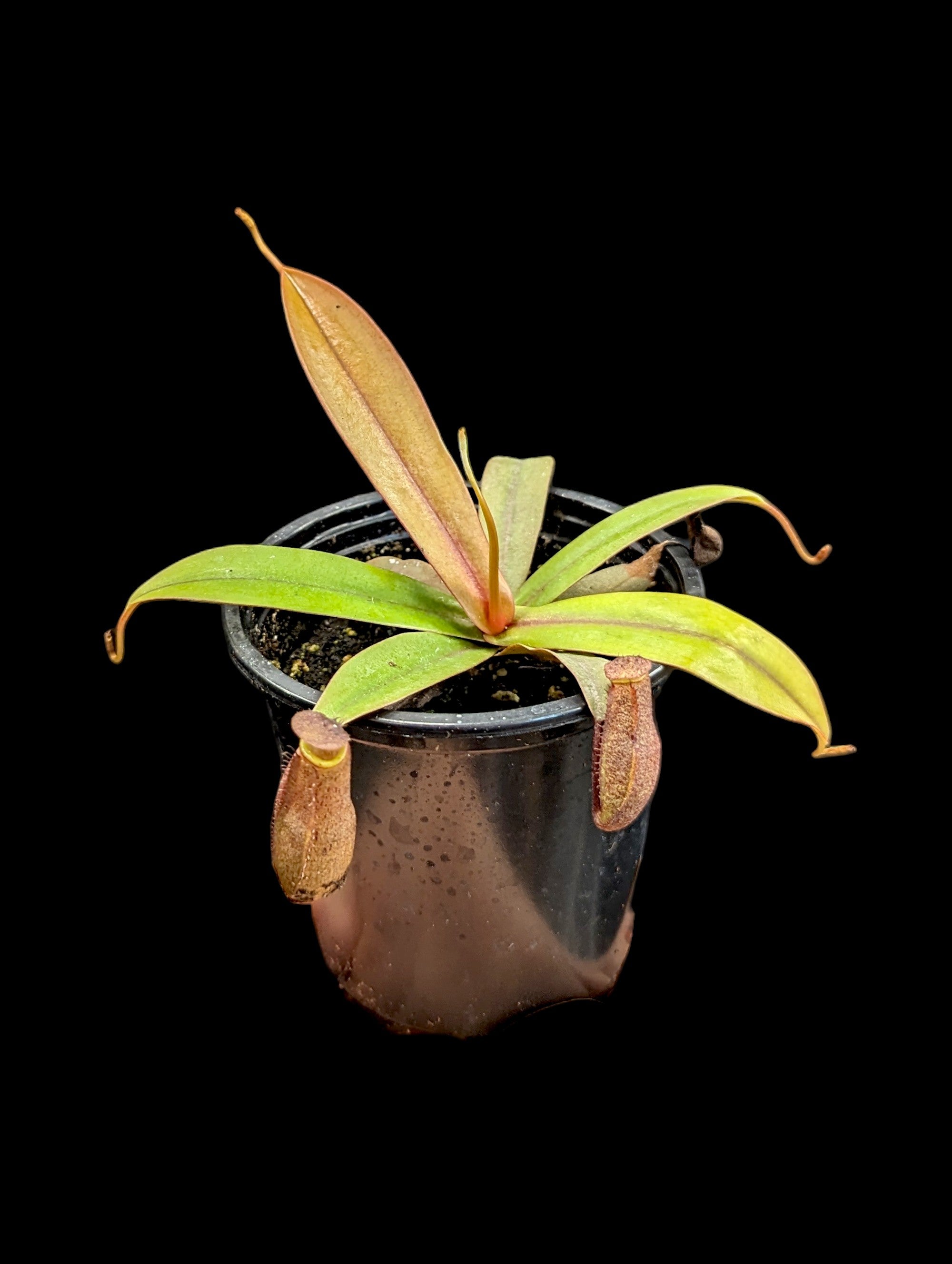 Nepenthes Rebecca Soper