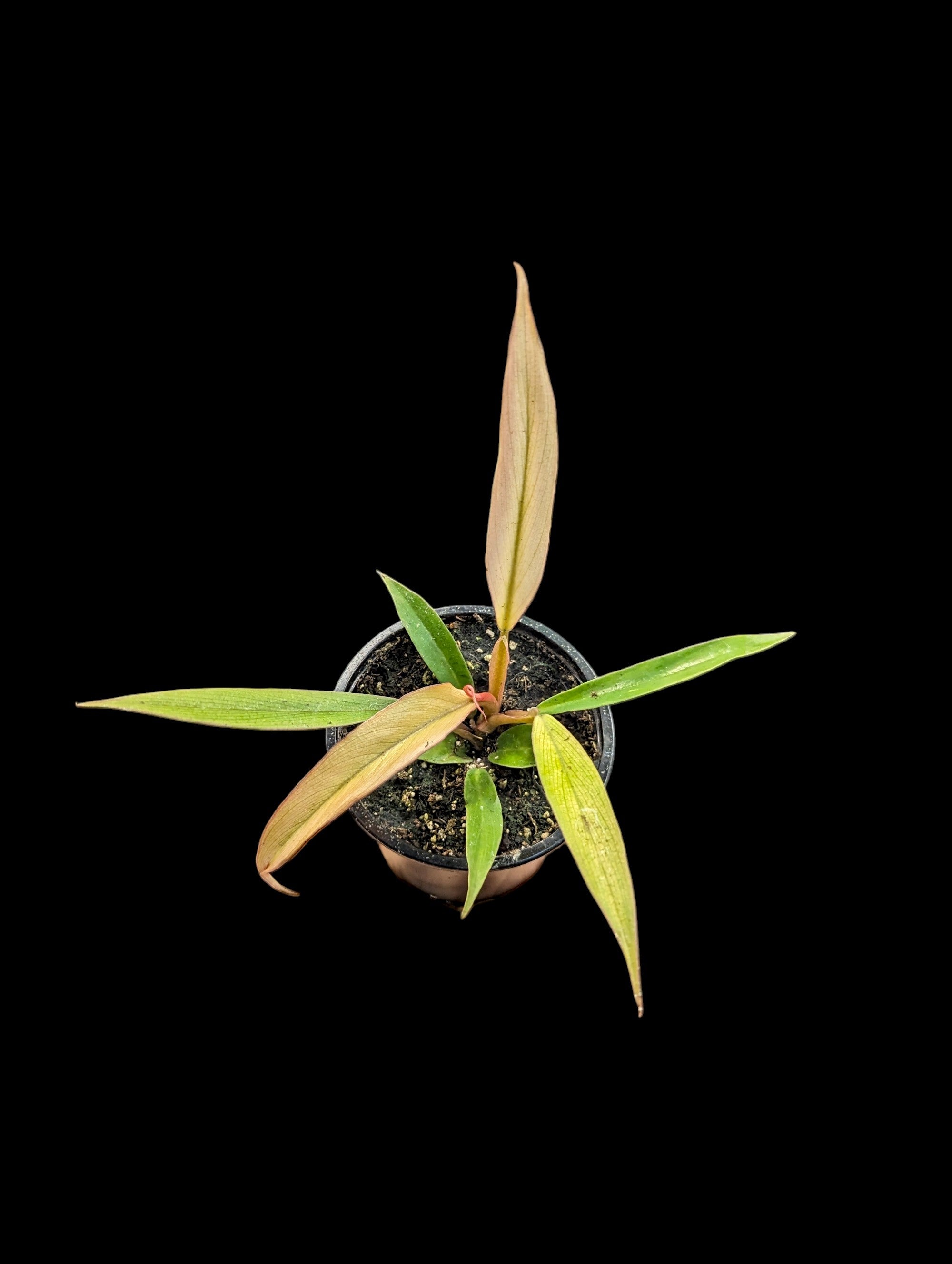 Philodendron Caramel Pluto