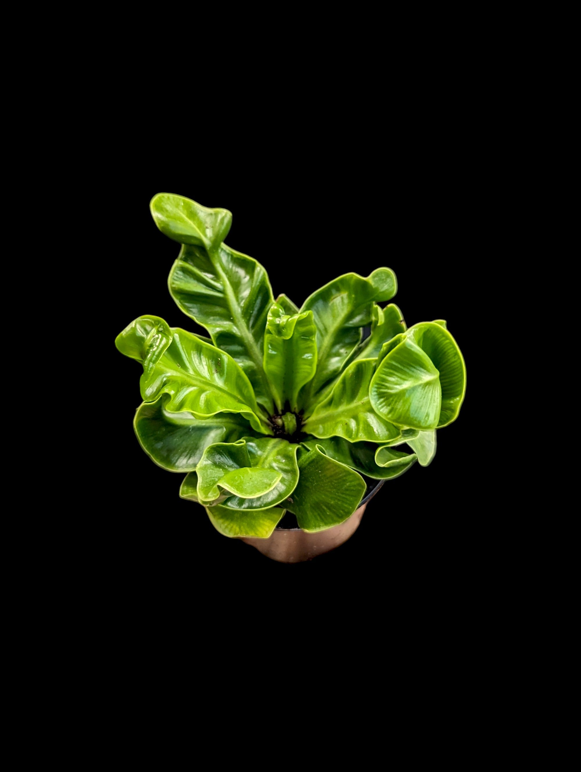 Cobra Fern