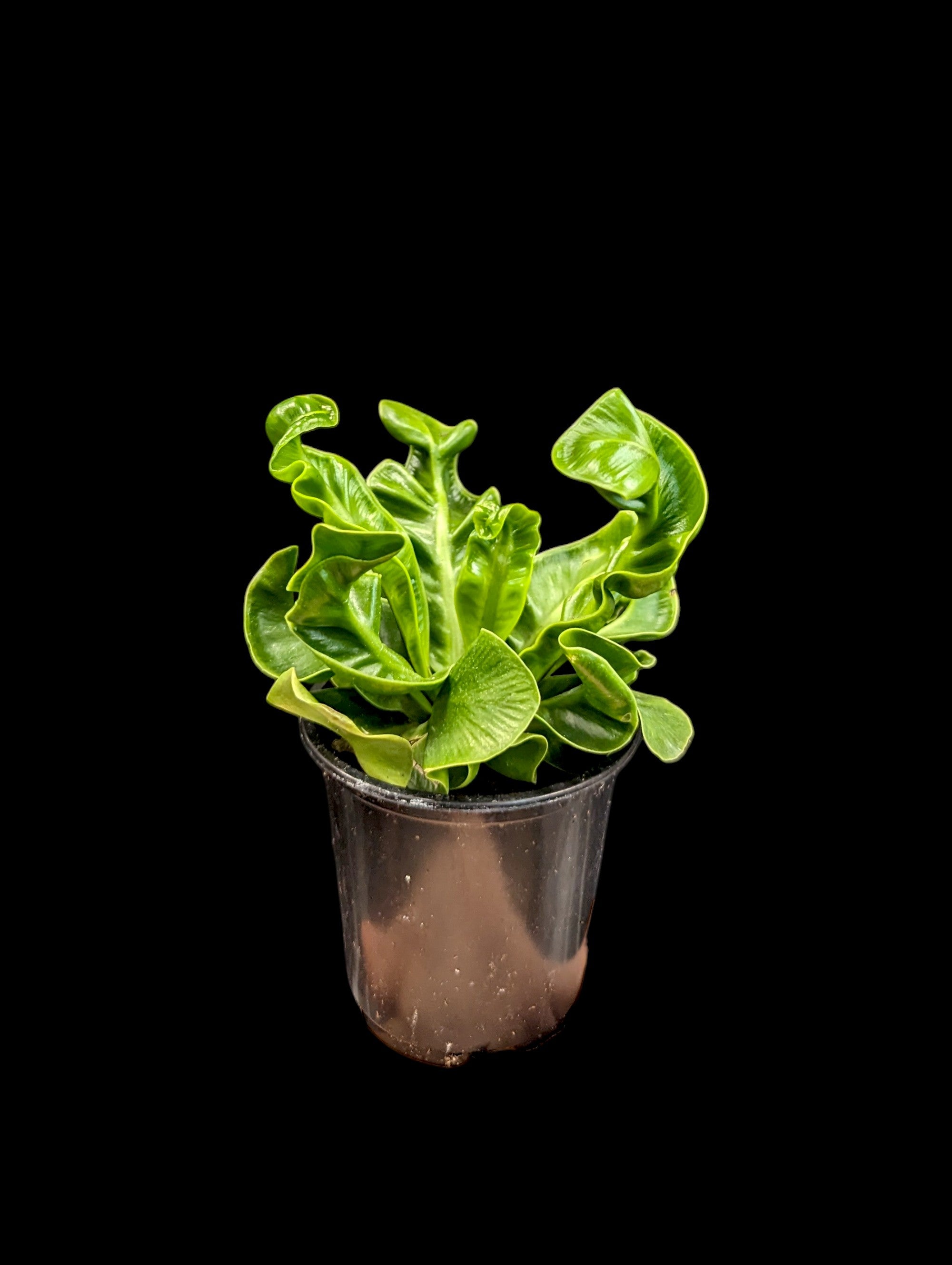 Cobra Fern
