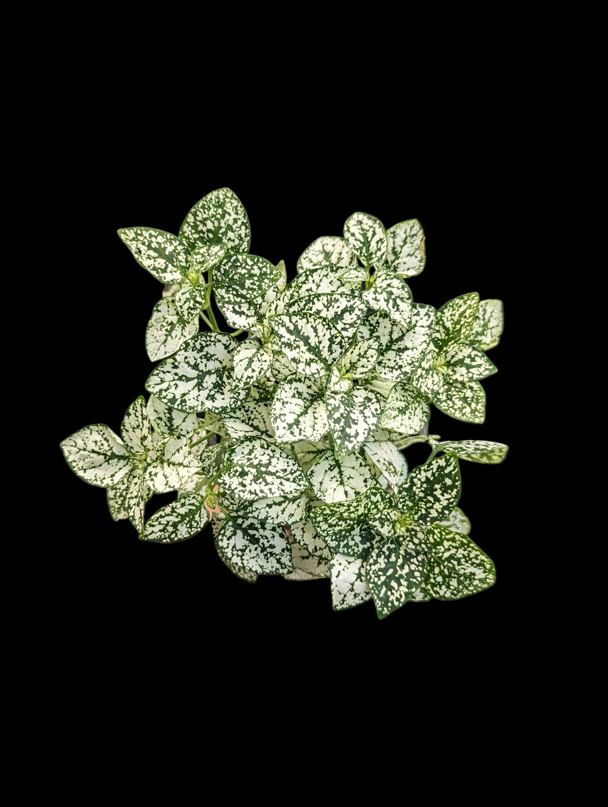 Plante à pois (Hypoestes)