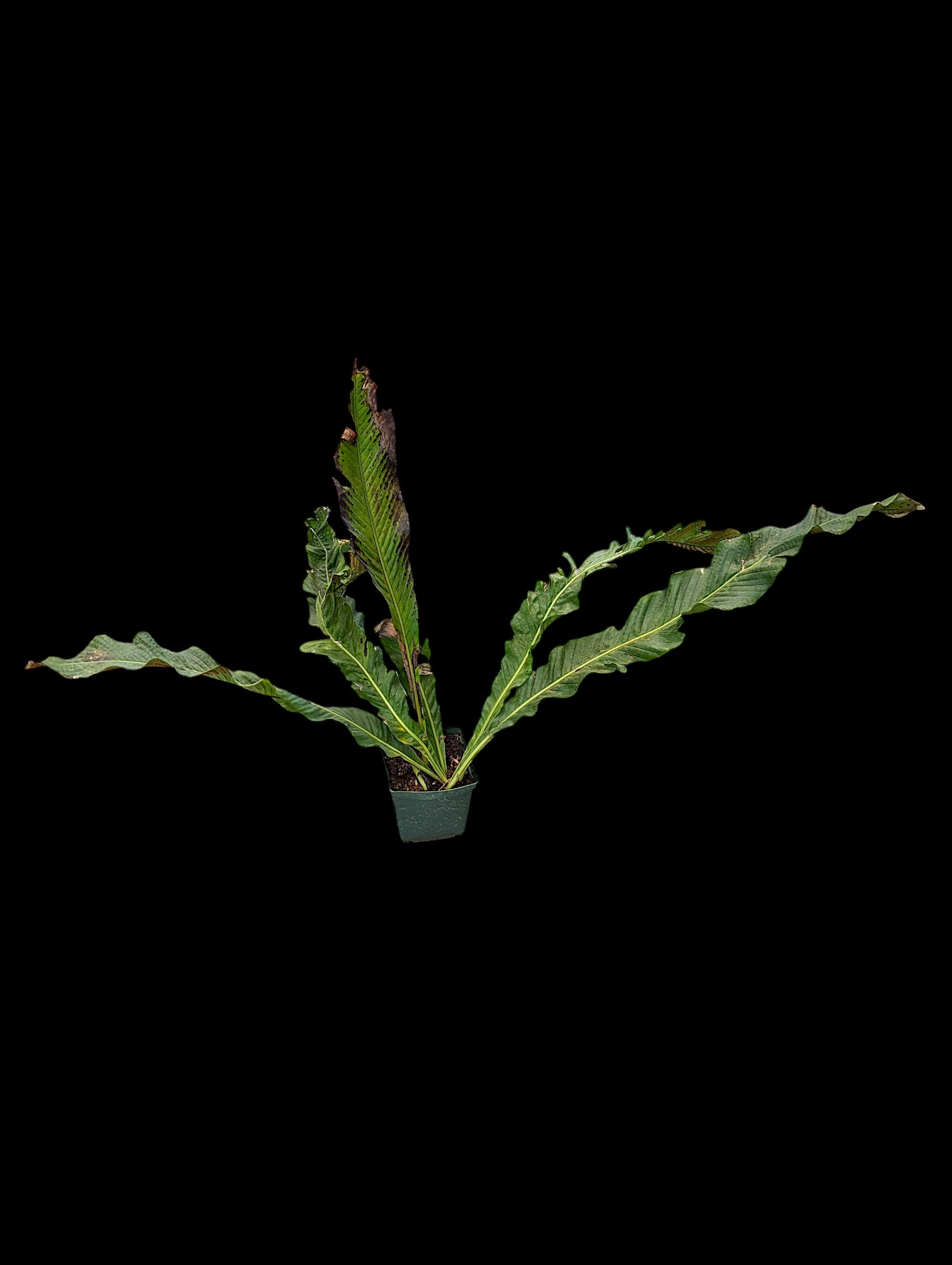 Campyloneurum muscifolium
