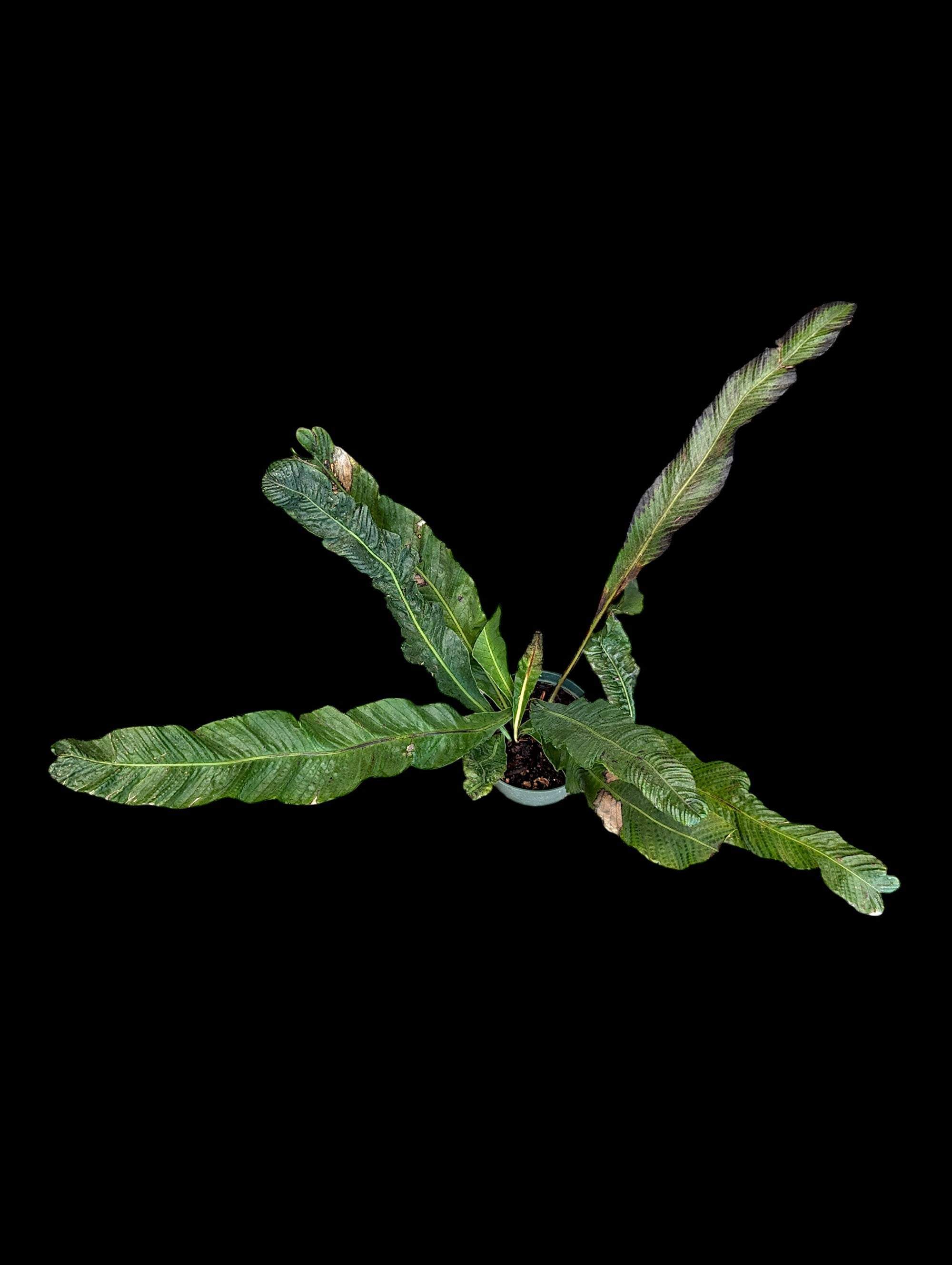 Campyloneurum muscifolium