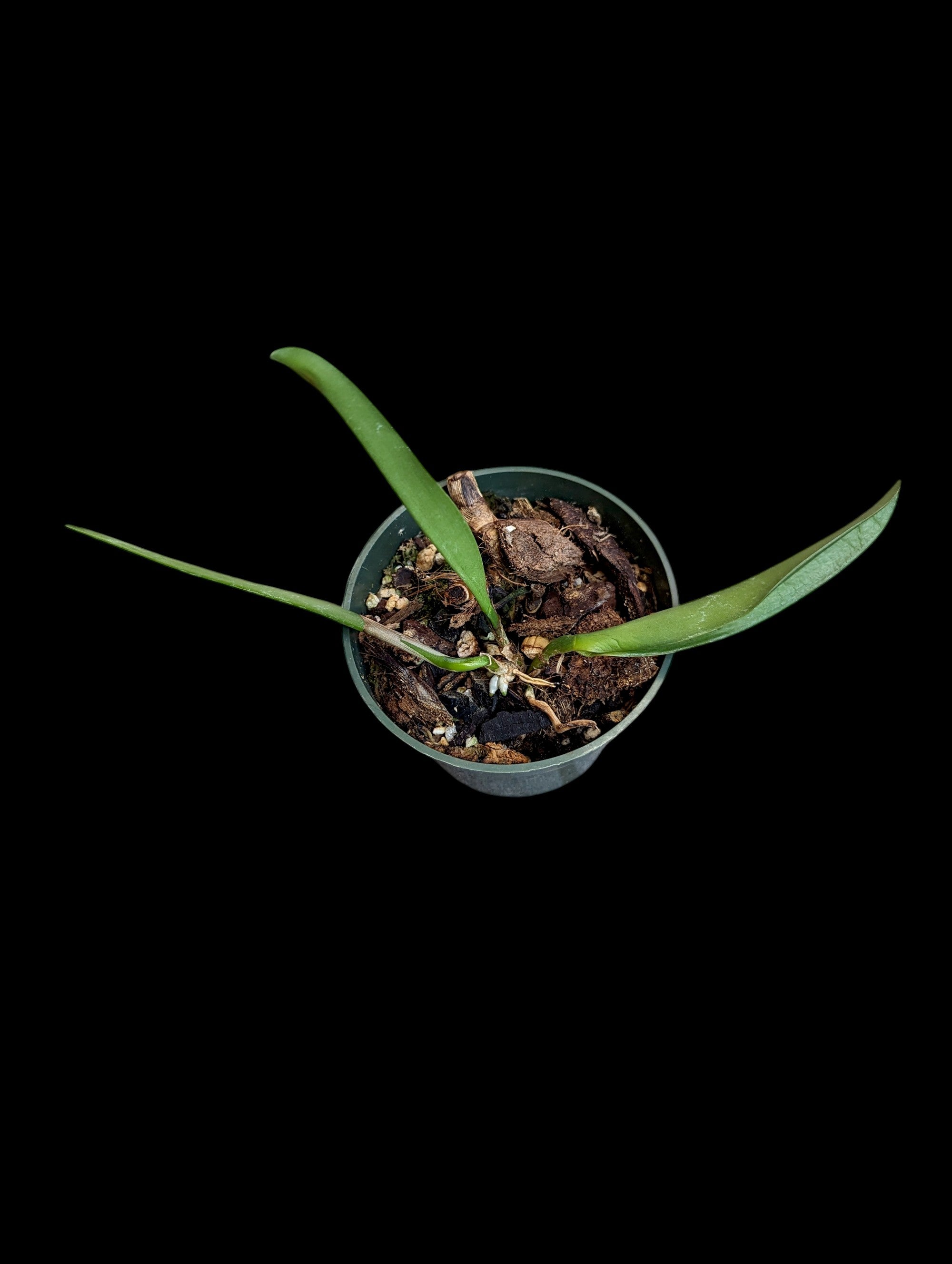 Rhyncholaeliocattleya Fringe Benefits