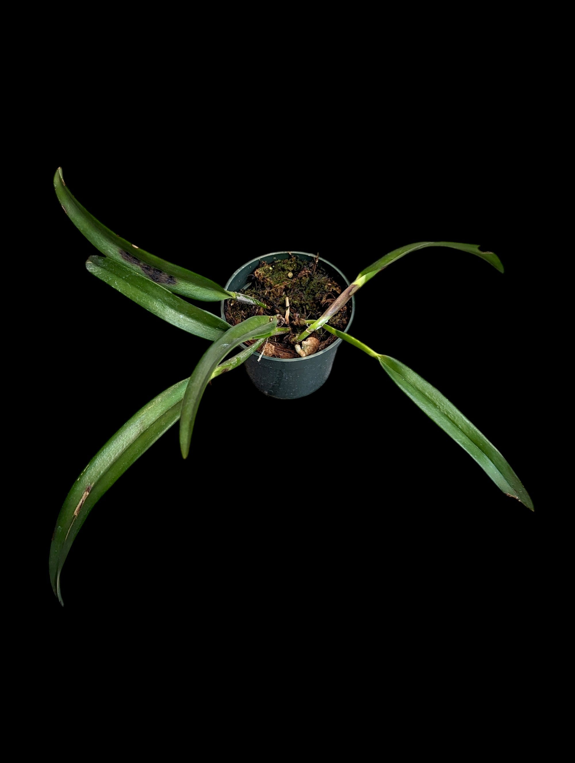 Rhynchobrassoleya TLDC Phénix Divin 'Ptérodactyle' SM/WOC