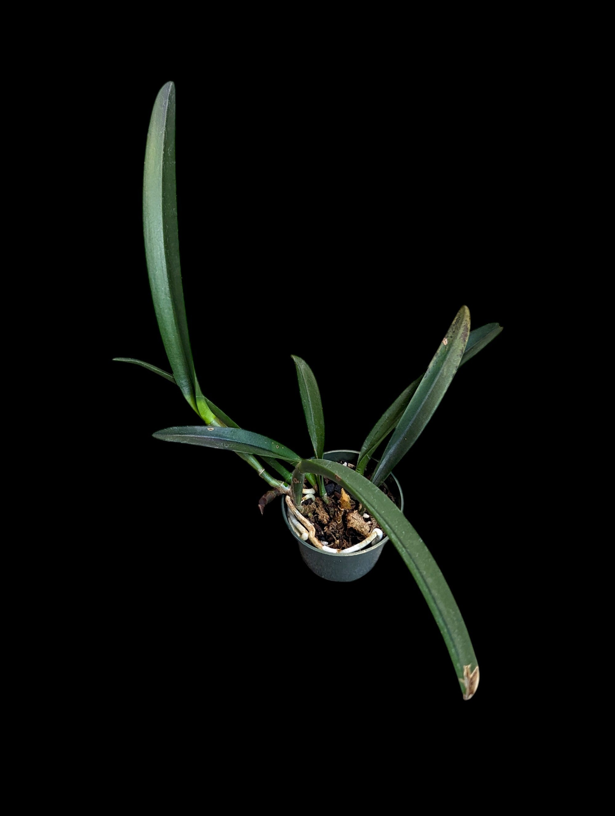 Grillon violet Rhynchobrassoleya