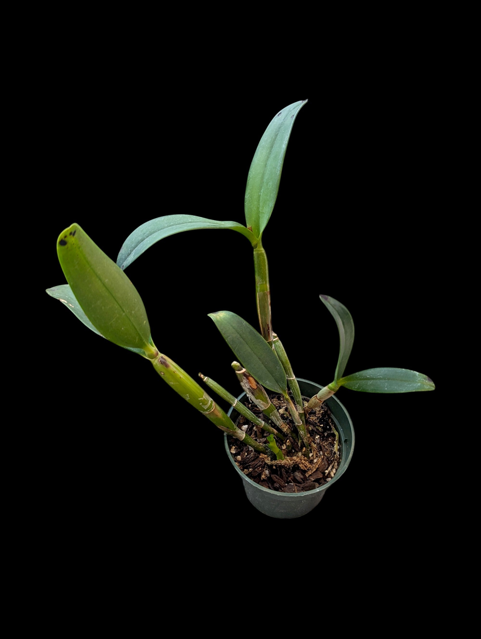 Guarianthe aurantiaca