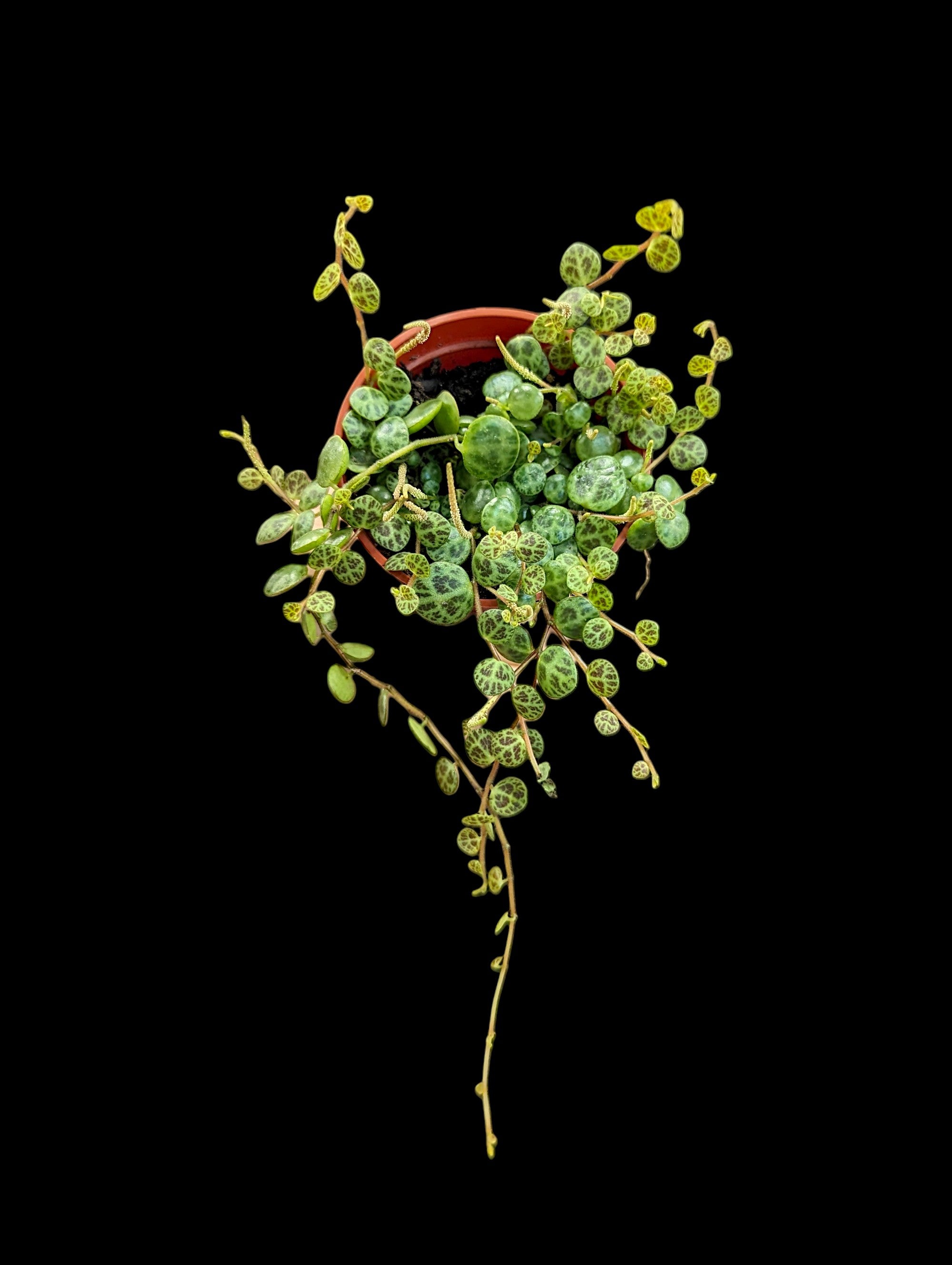 String of Turtles