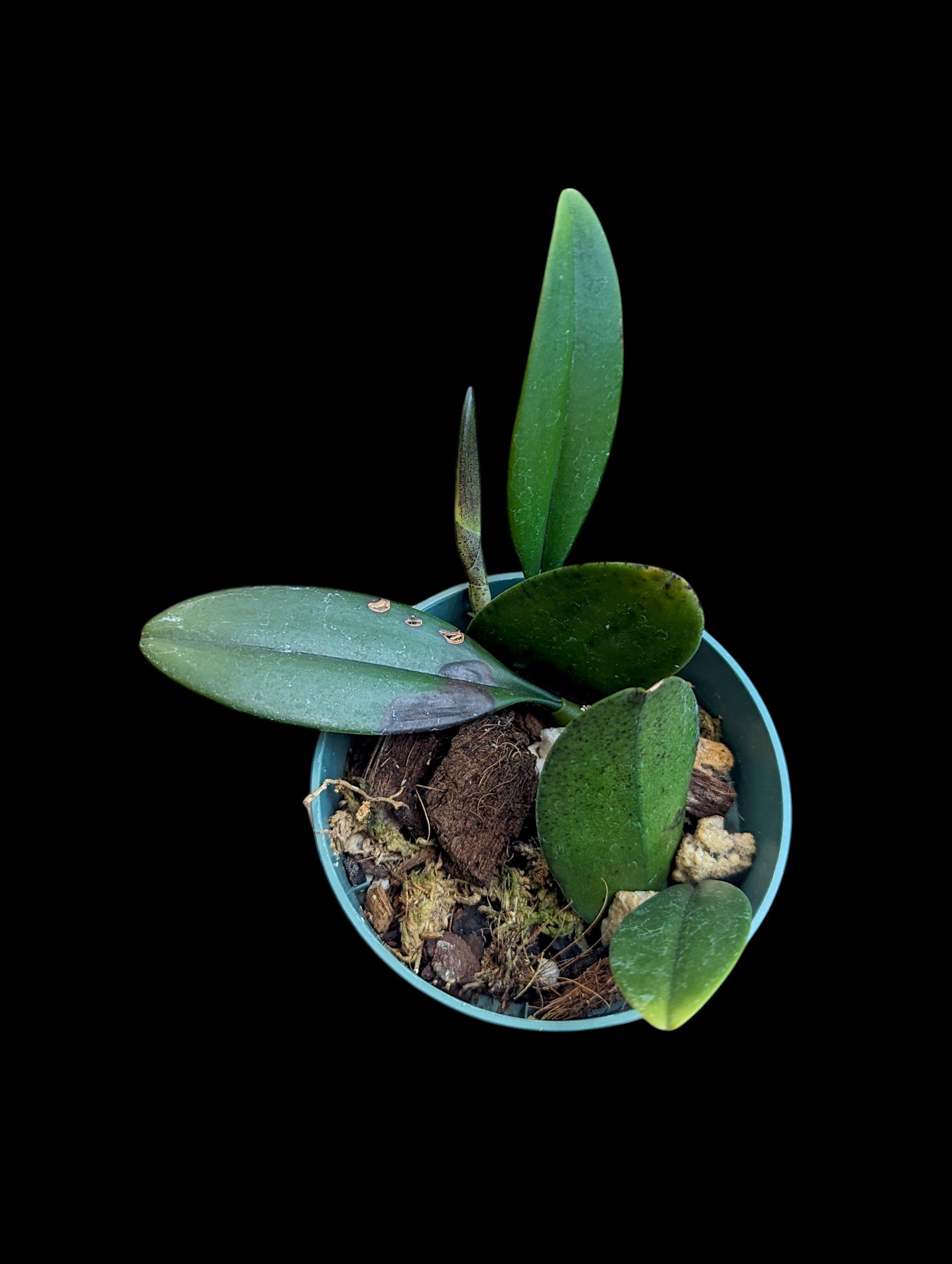 Bulbophyllum longiflorum "Black Spots"