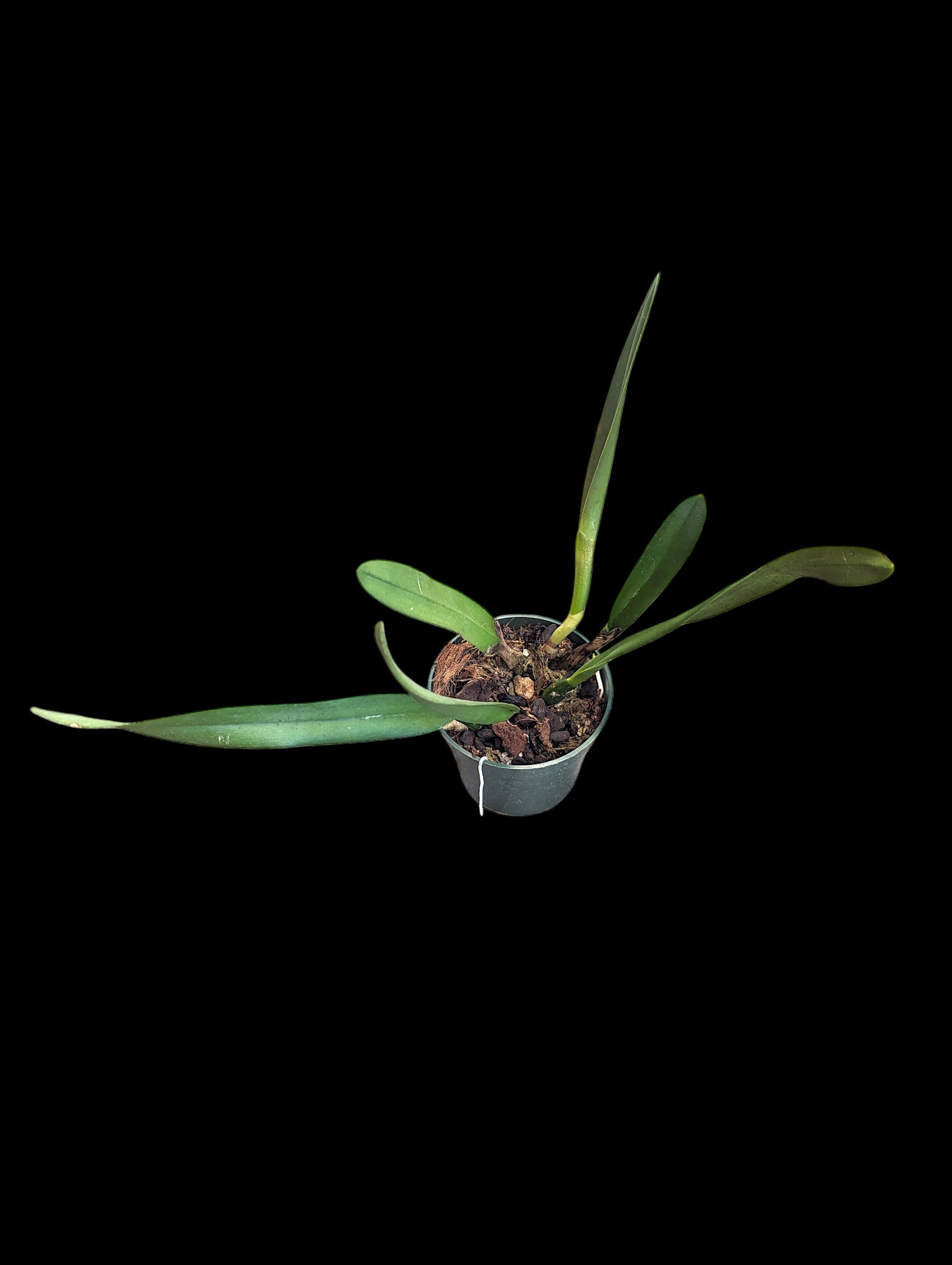 Cattleya El Dorado f. alba