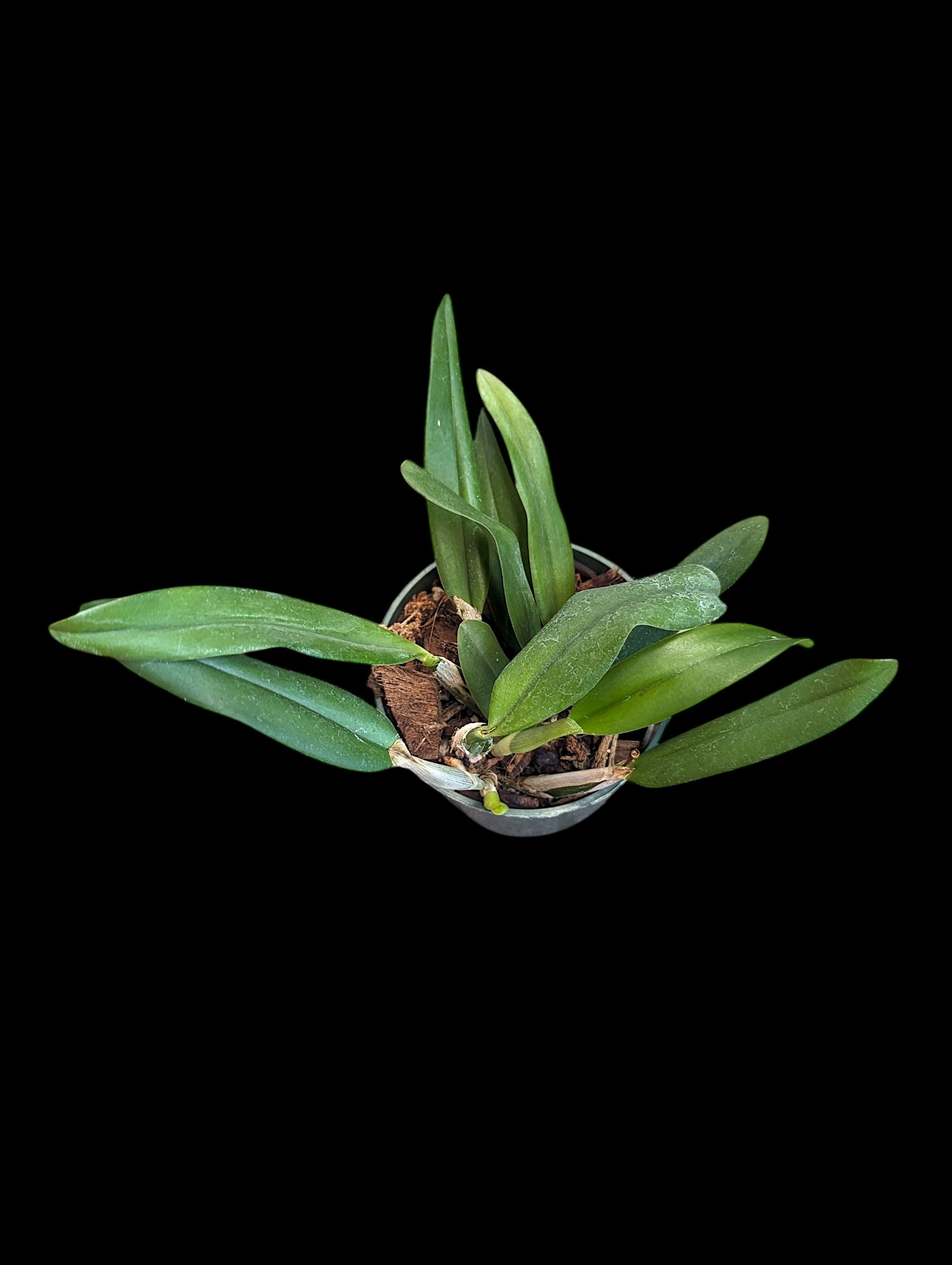 Cattleya luteola x alaorii
