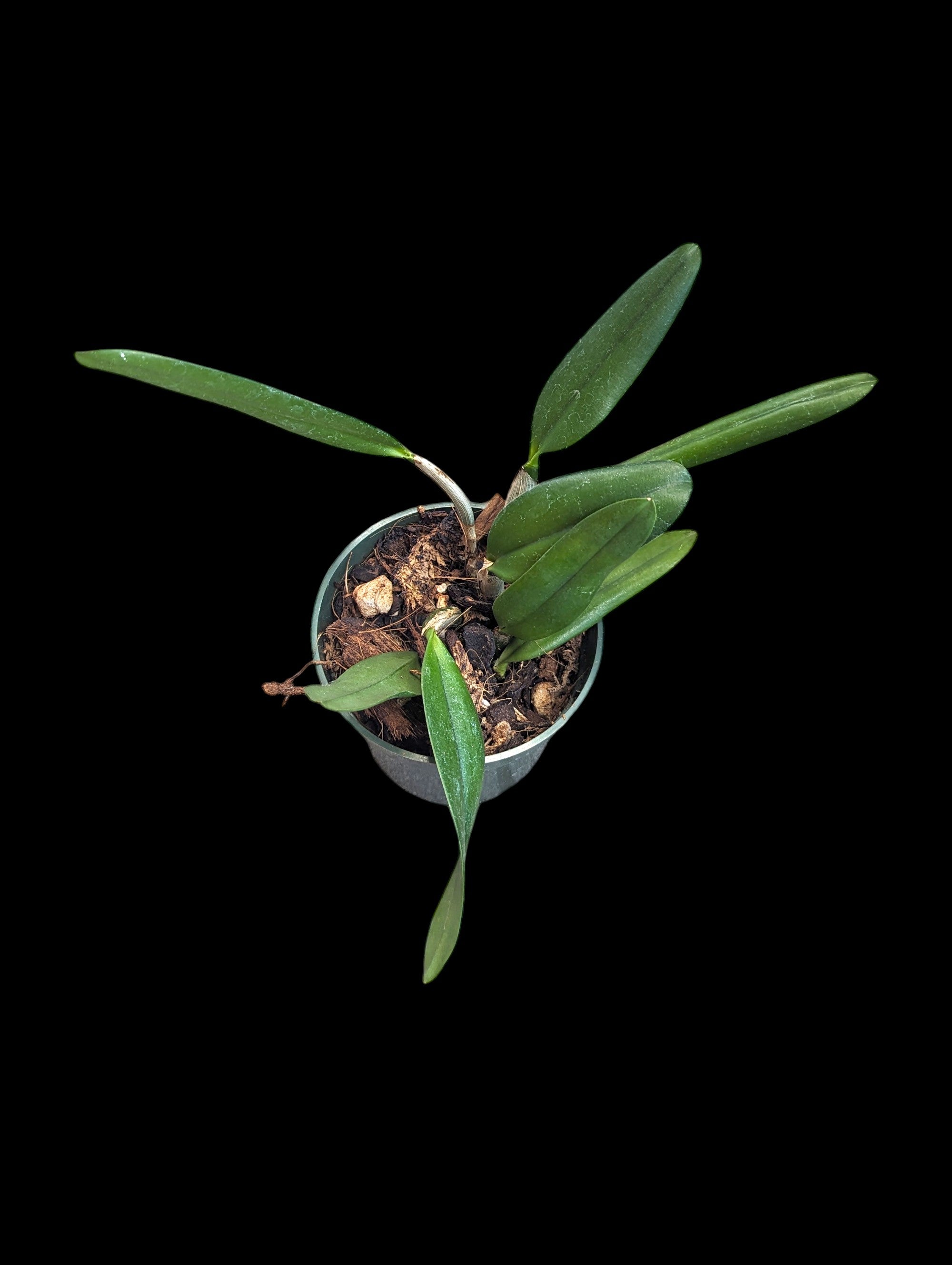 Cattleya alaorii x luteola