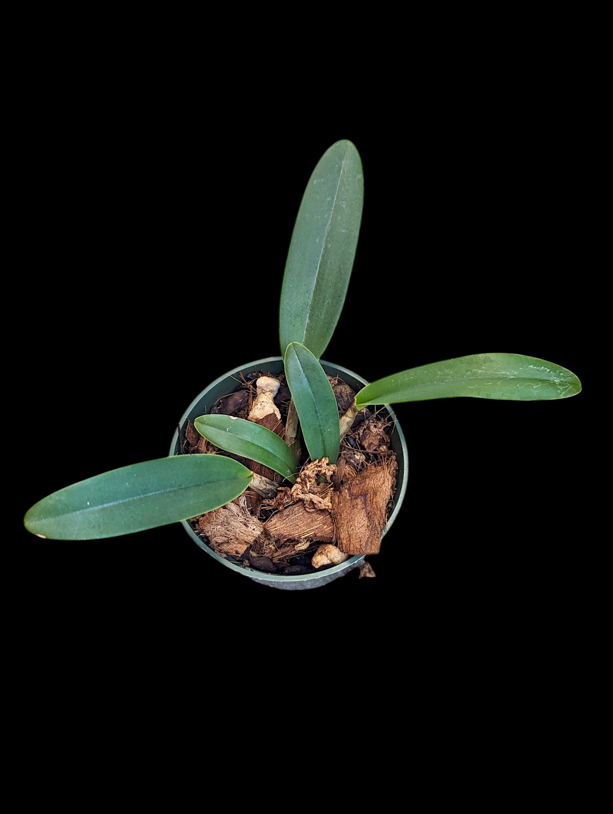 Cattleya lueddemania 'Escura' 1' x 2''