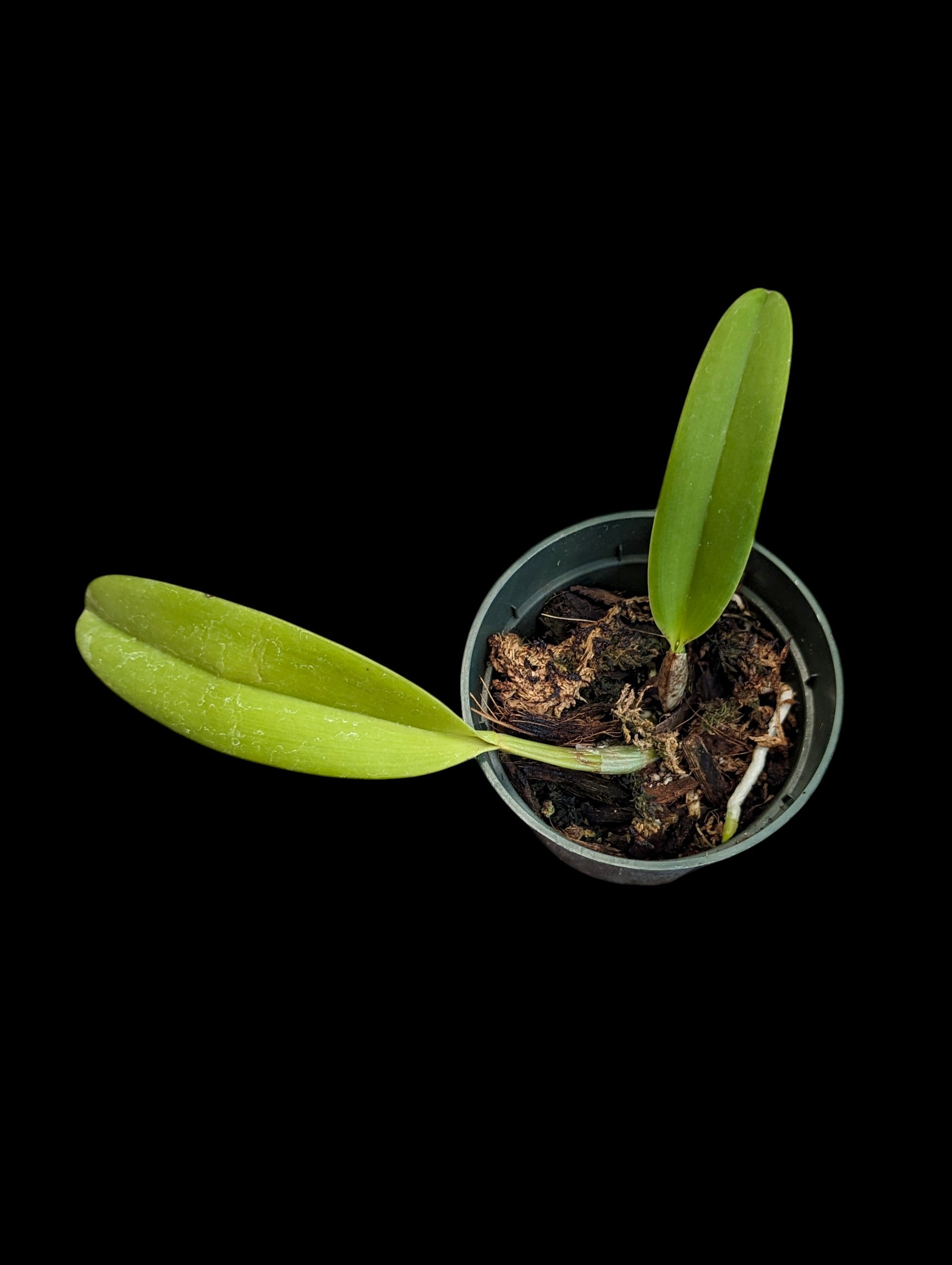 Cattleya White Spark
