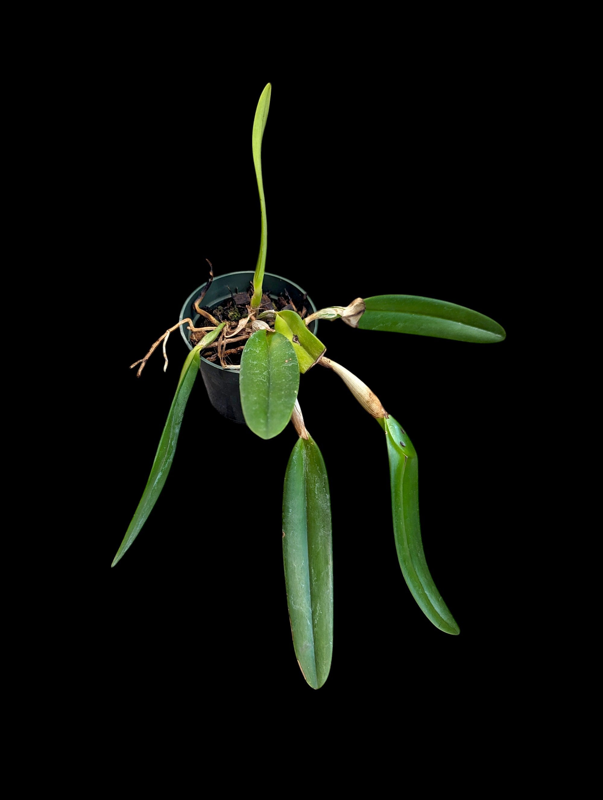 Cattleya wallisii f. fantasia 'Fairy'