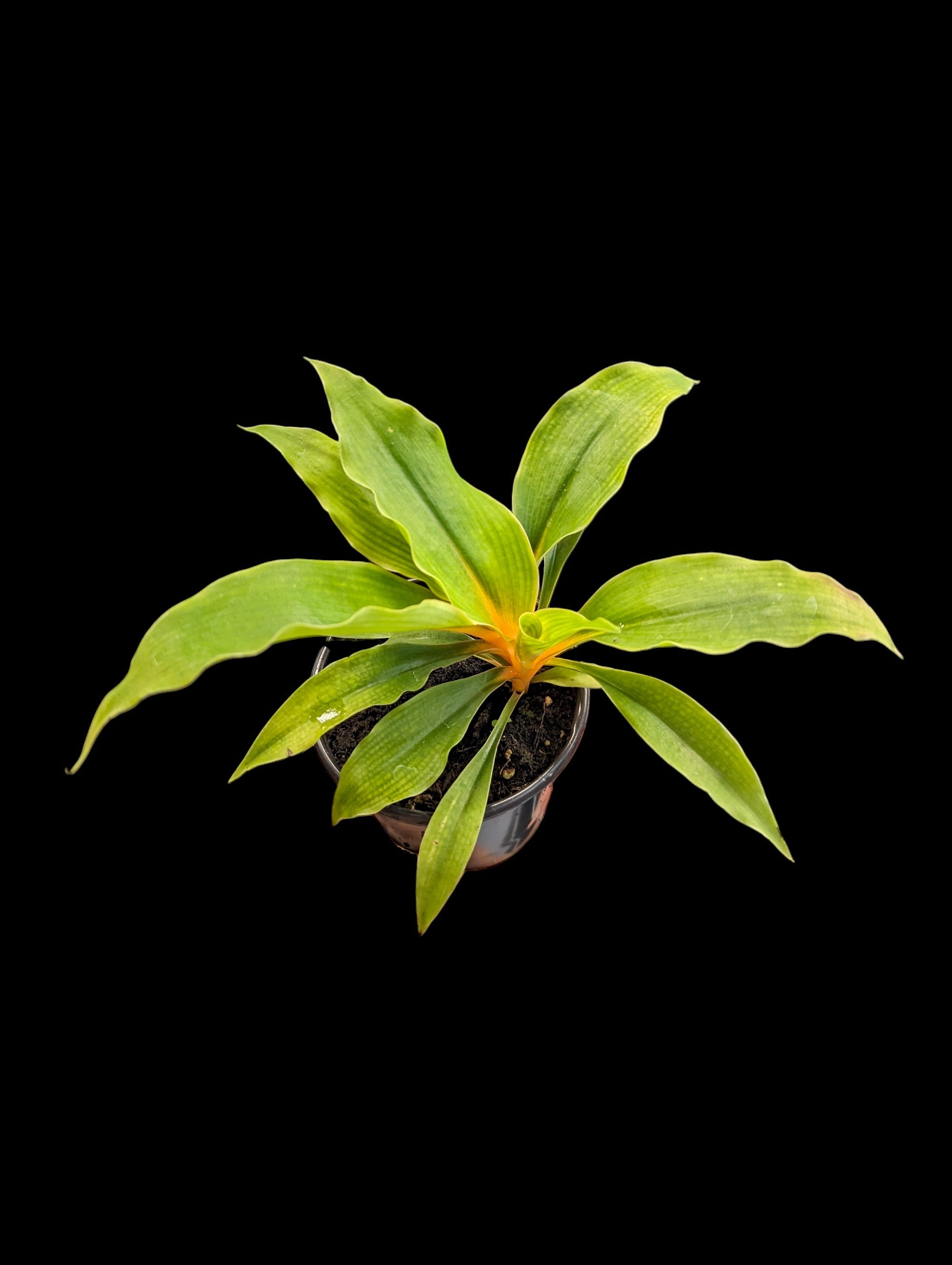 Plante araignée mandarine