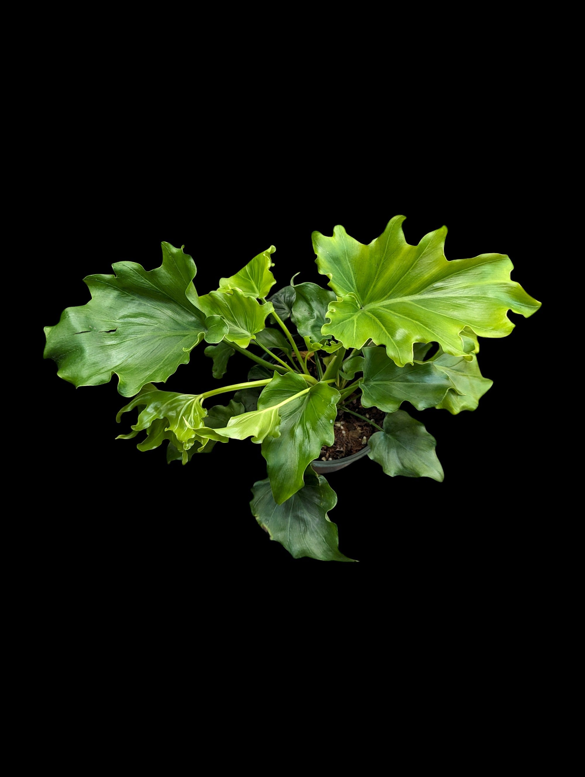 Philodendron Lickety Split