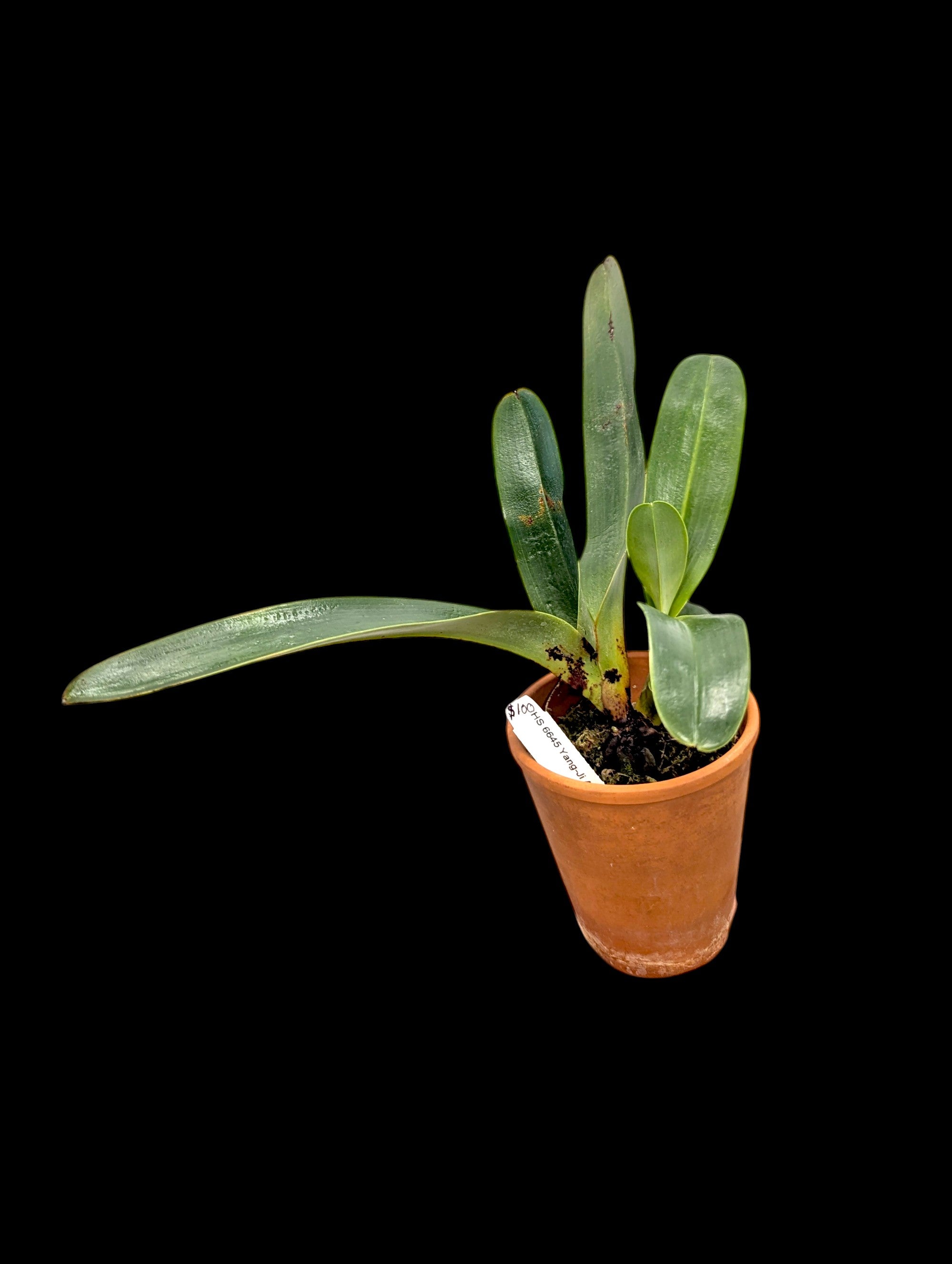 Paphiopedilum Yang-Ji Apple x Lady Isabel