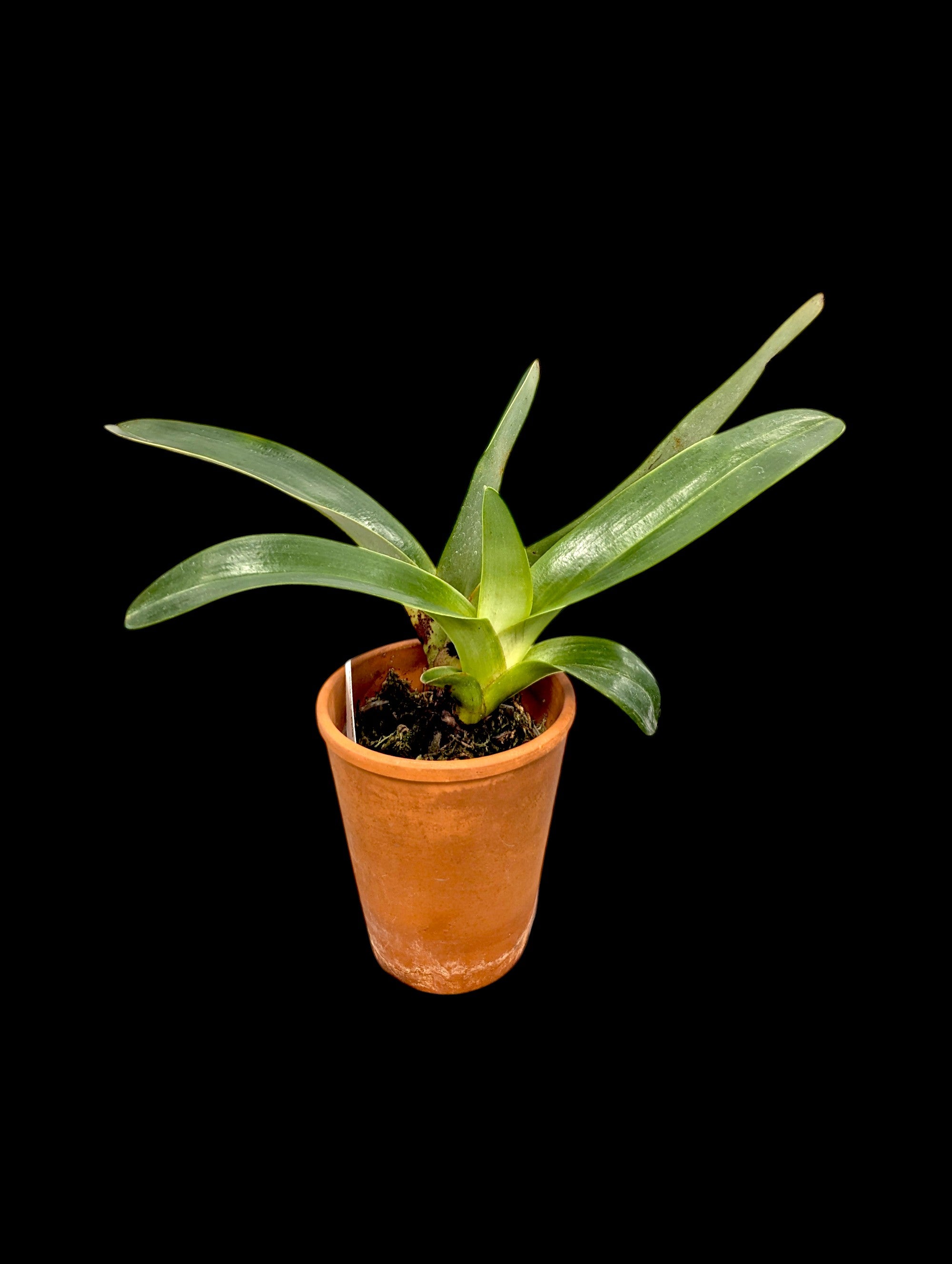Paphiopedilum Yang-Ji Apple x Lady Isabel