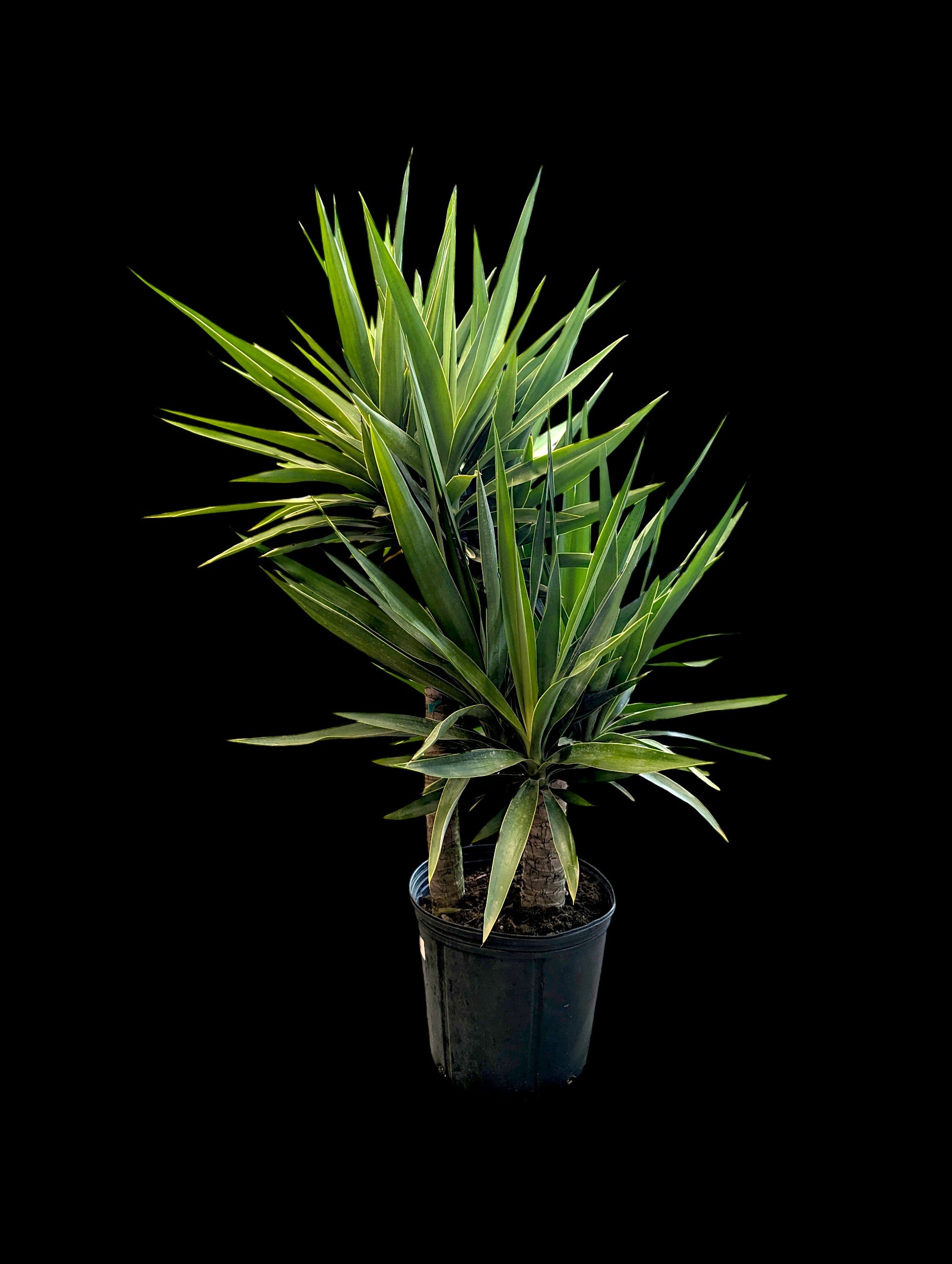 Yucca Cane