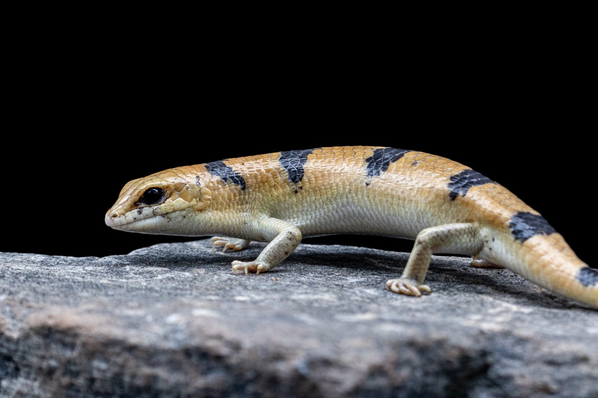 Peter’s Banded Skink (Scincopus fasciatus)