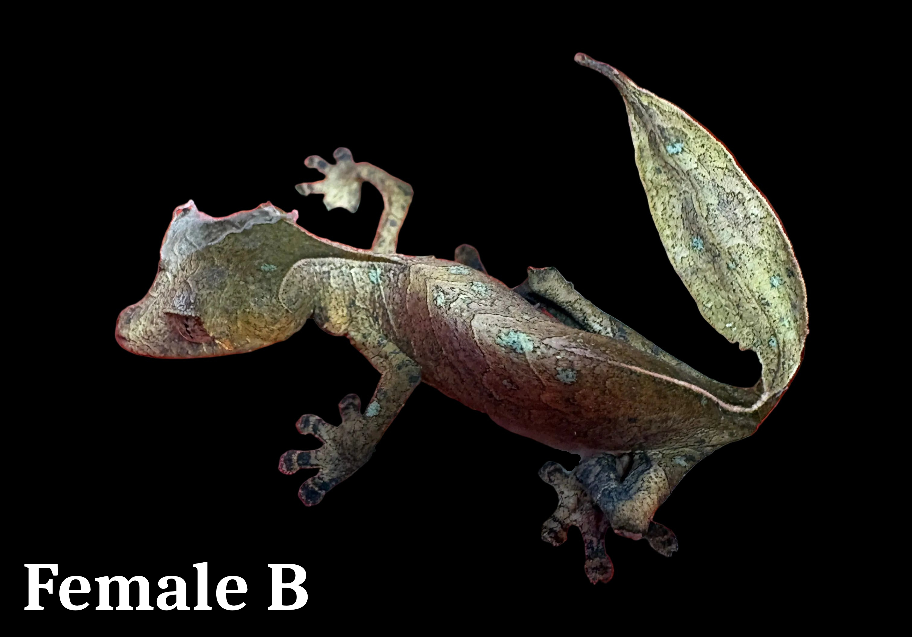 Satanic Leaf-tailed Gecko (Uroplatus phantasticus)