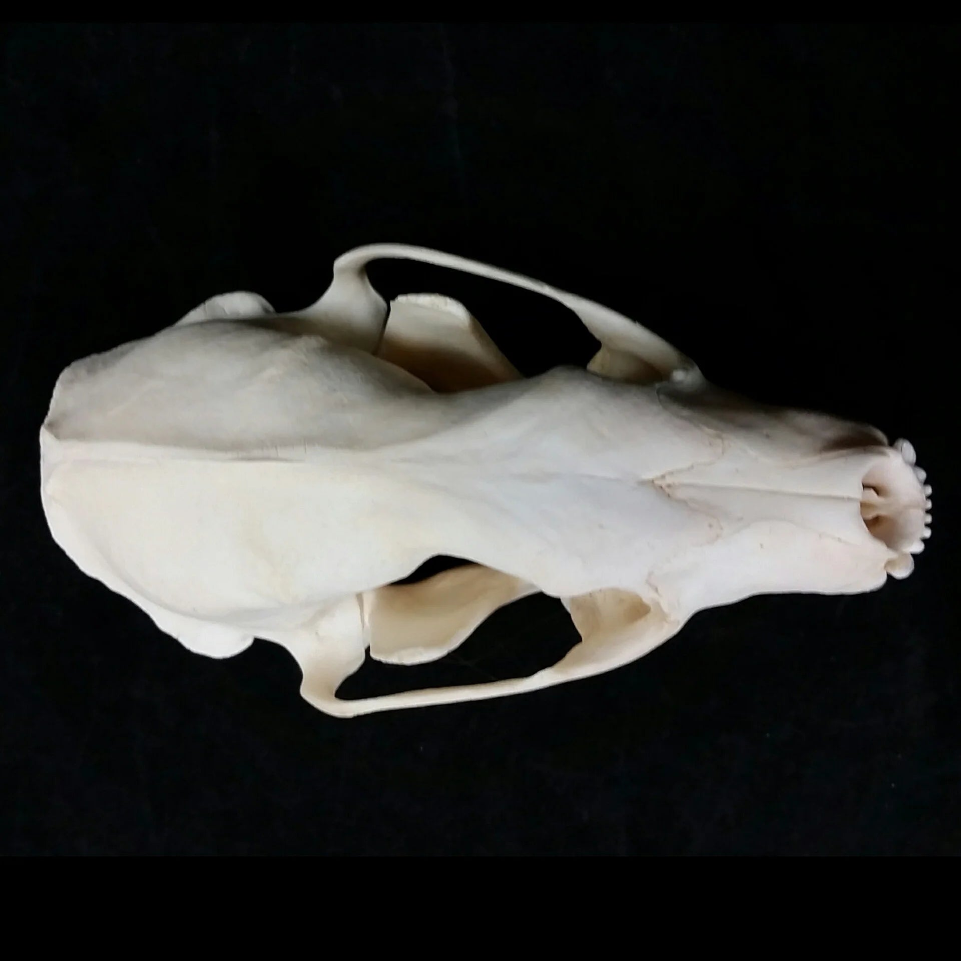Fisher Skull