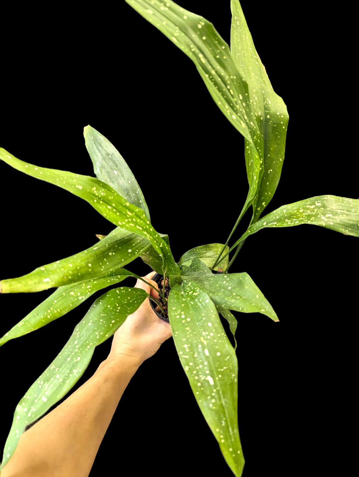Aspidistra 'Milky Way'