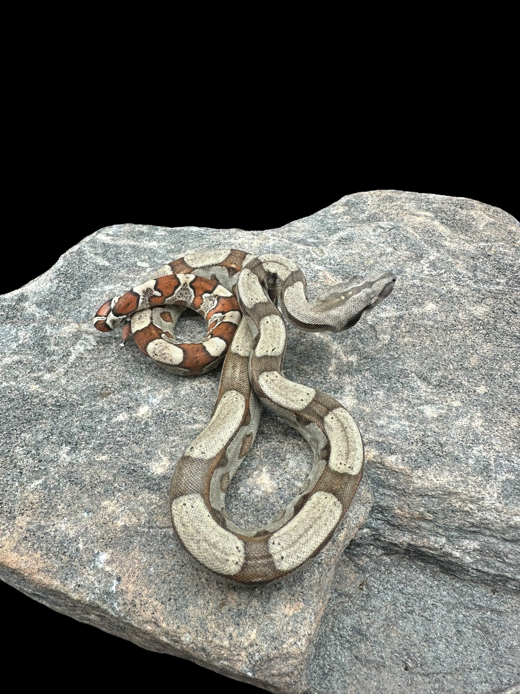 BCI (queue d'échelle rouge)