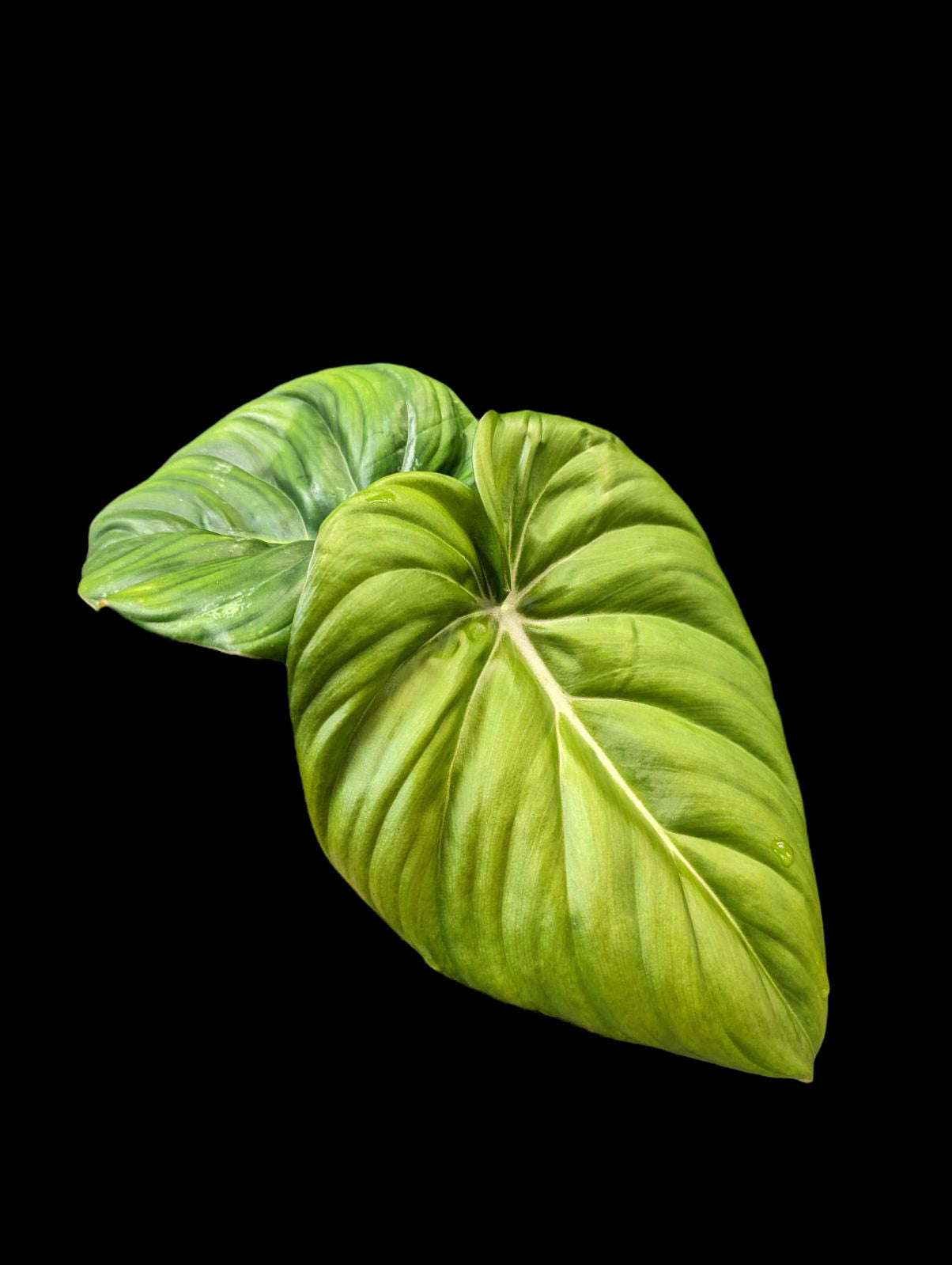 Philodendron Dean McDowell