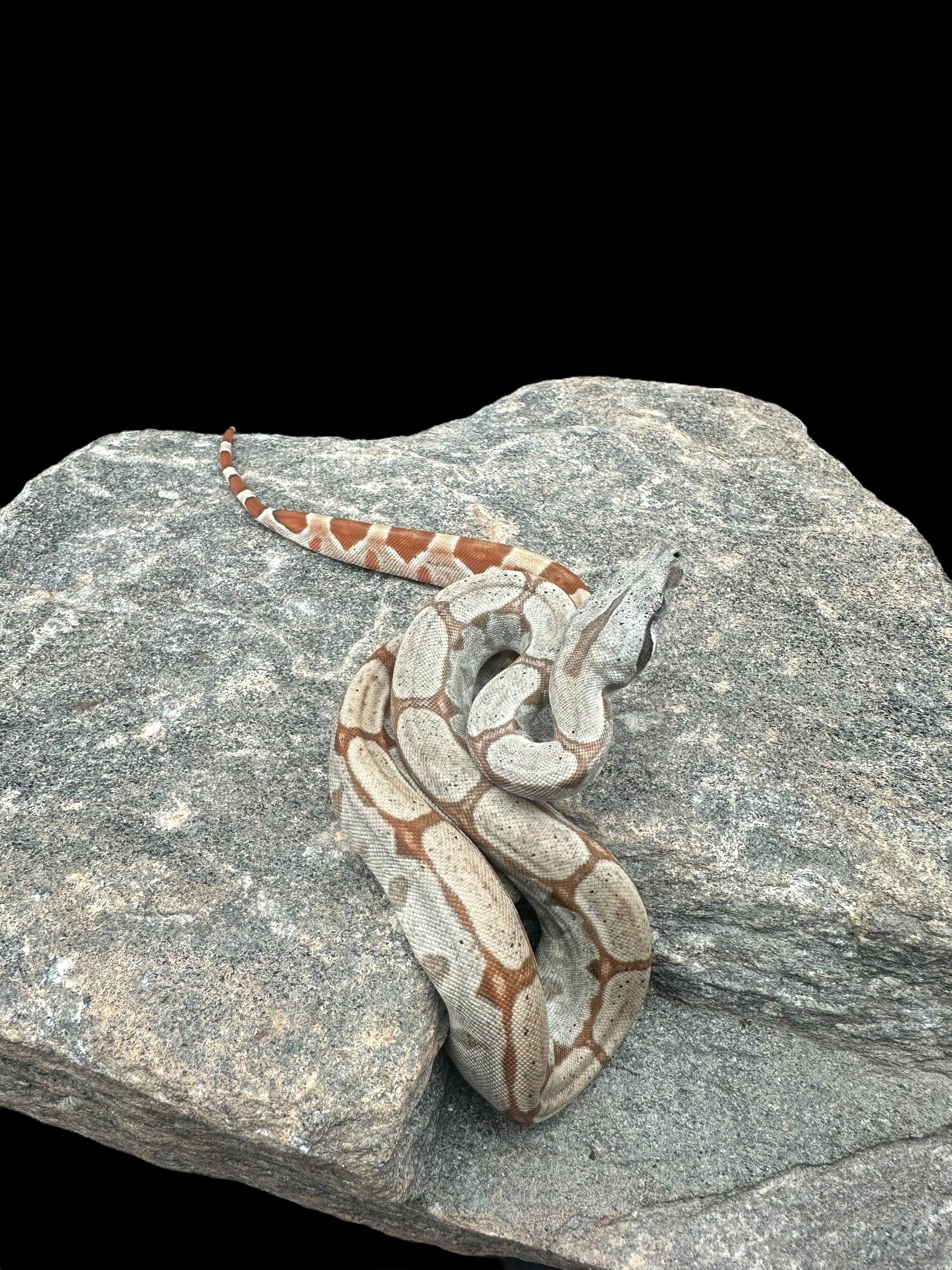 BCI (Hypo Red Ladder Tail)